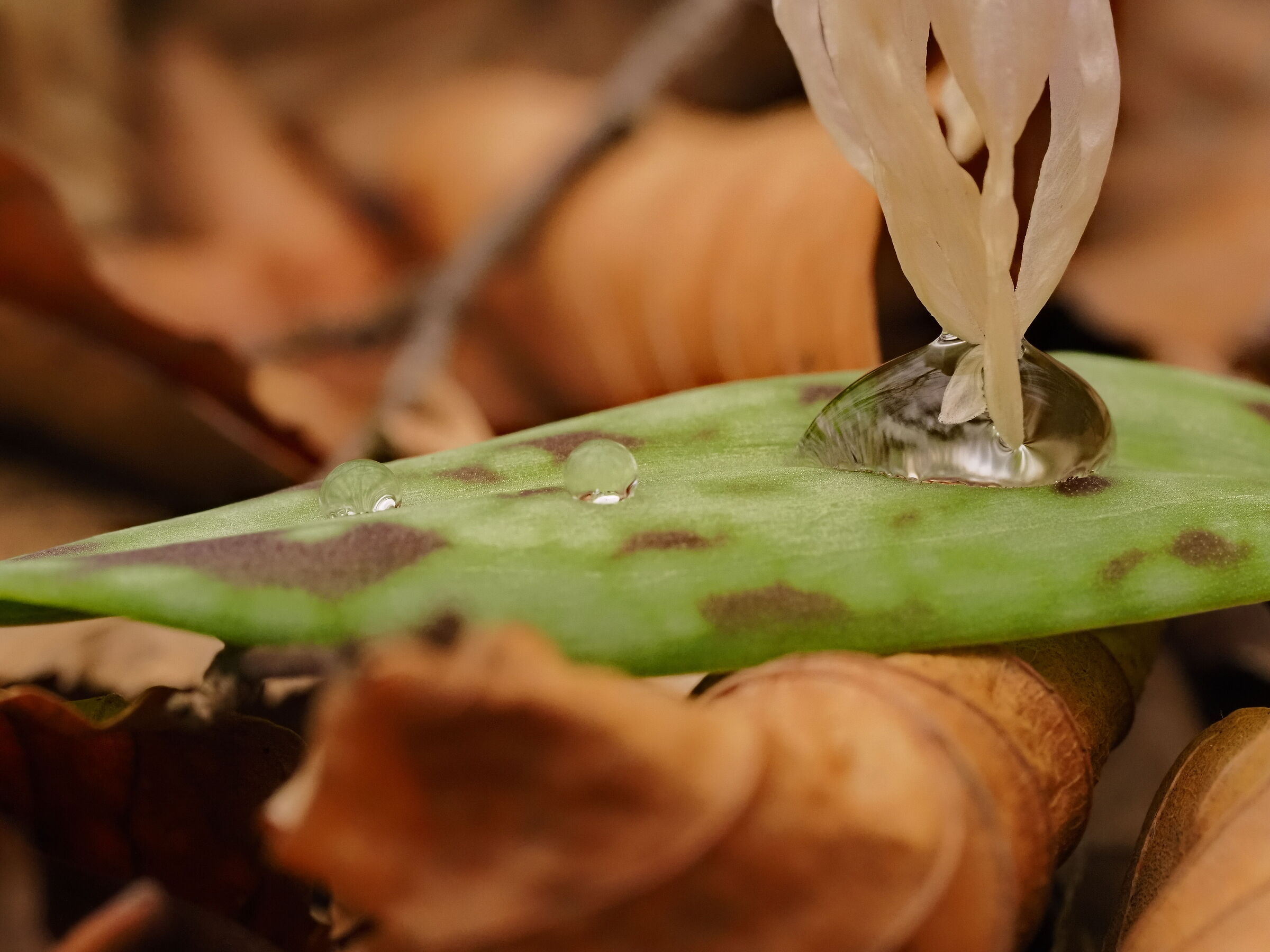 Quenching the petals