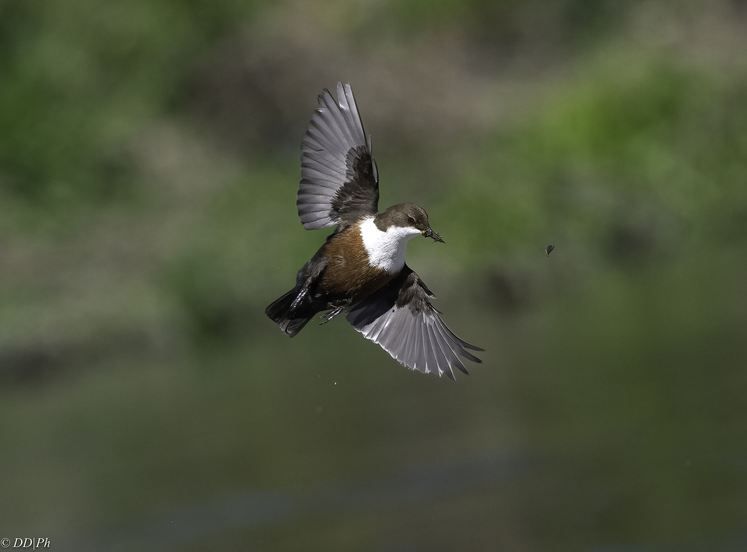 white-throated dipper