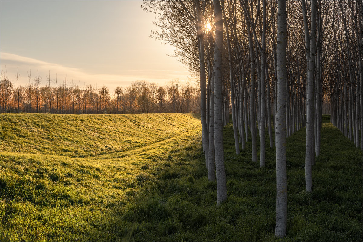 Lights and Shadows of Spring