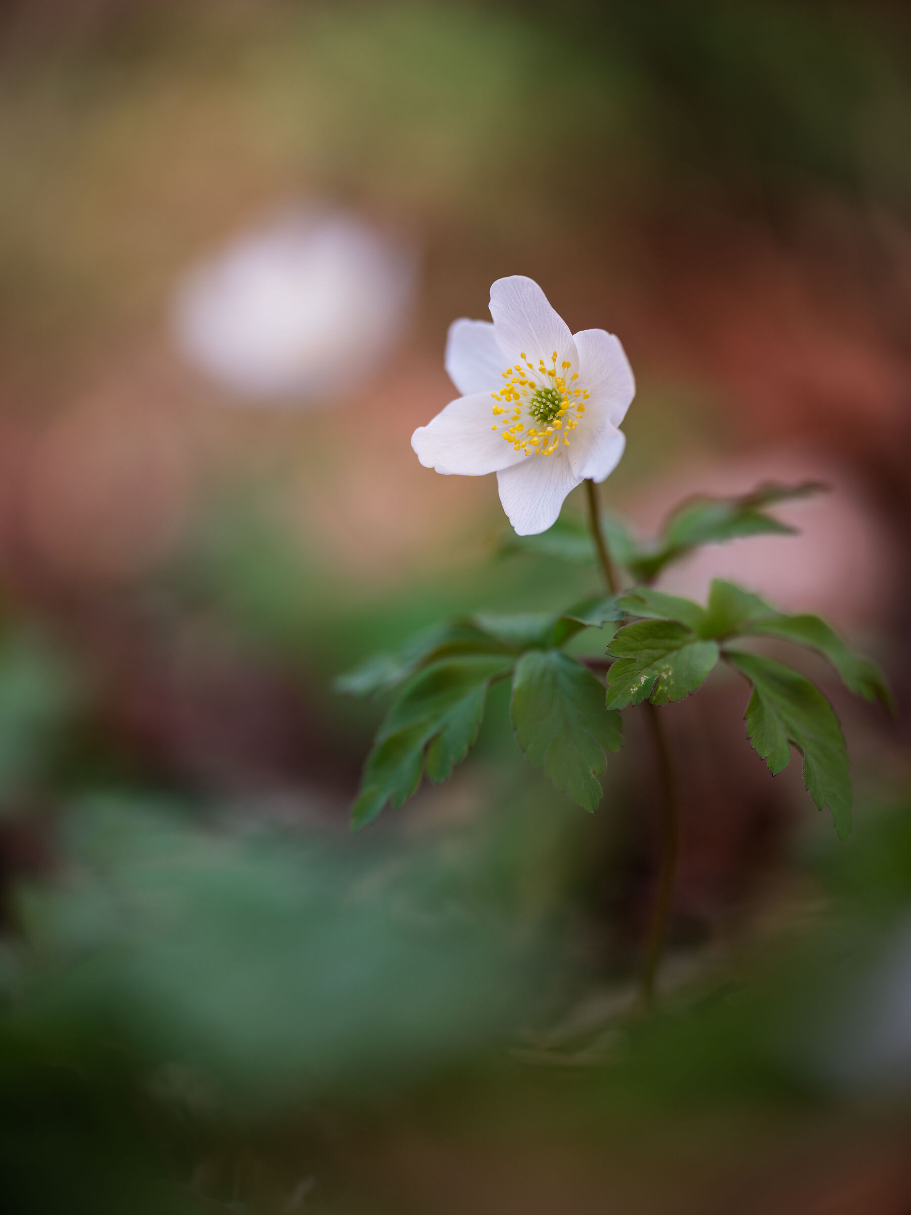 Anemone nemorosa