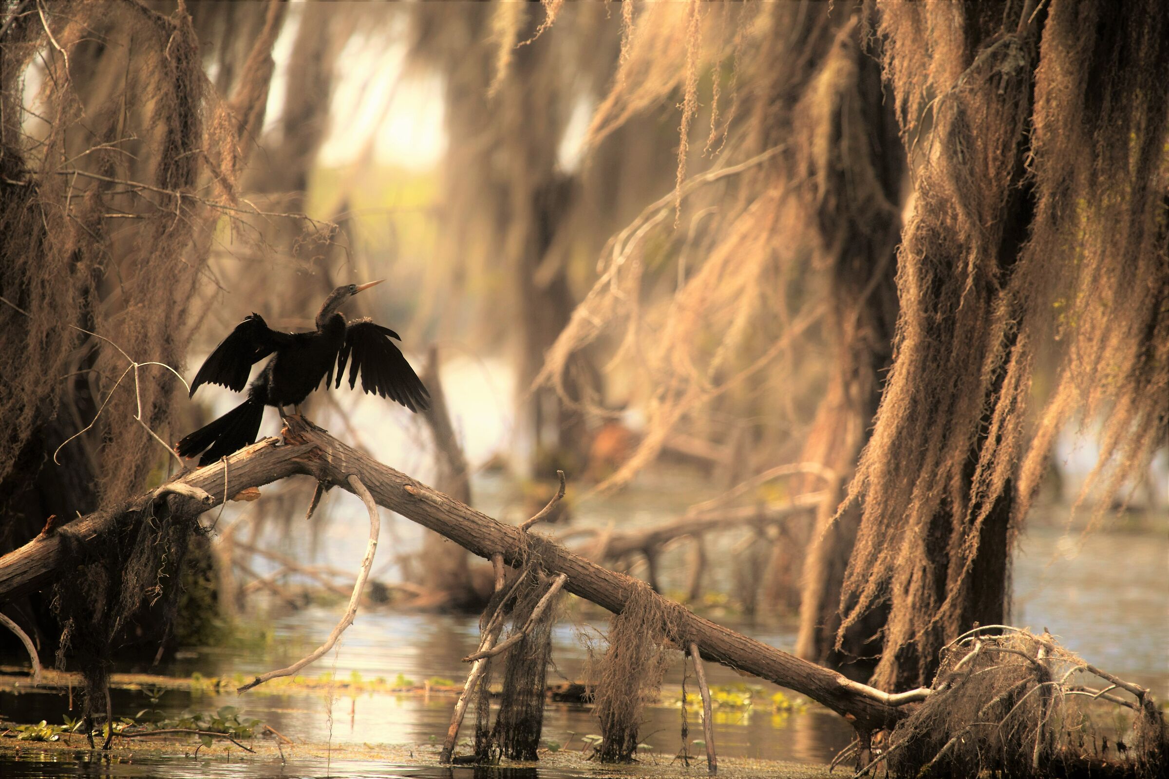 The heart of  Louisiana