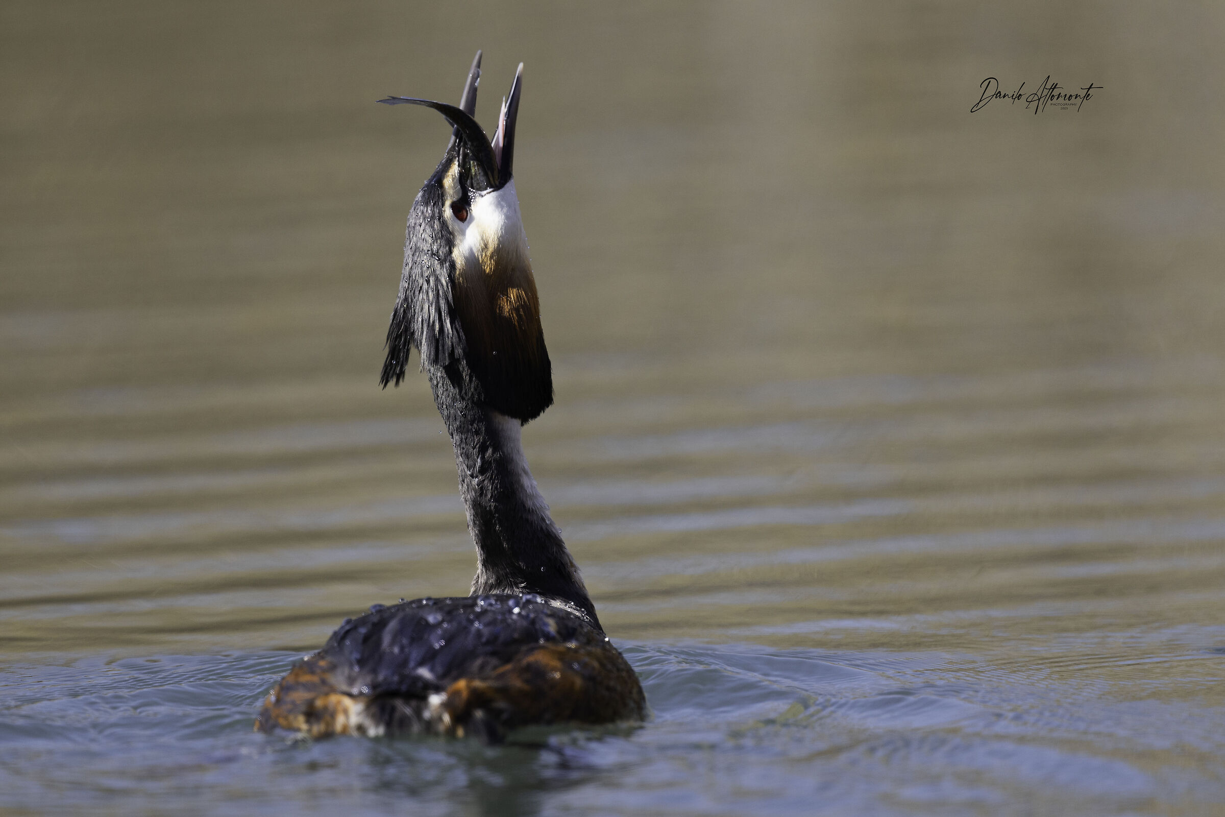 Grebe