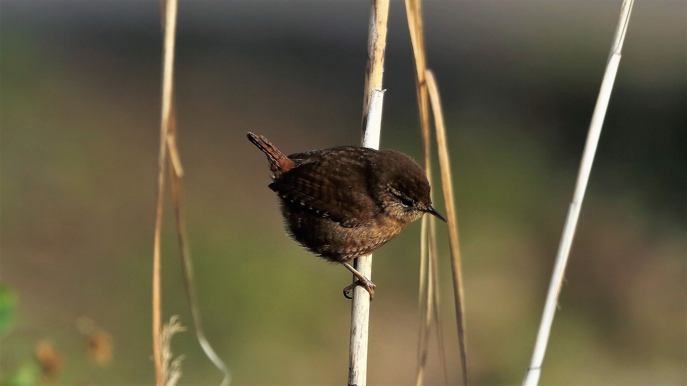 Scricciolo 12 gennaio 2023