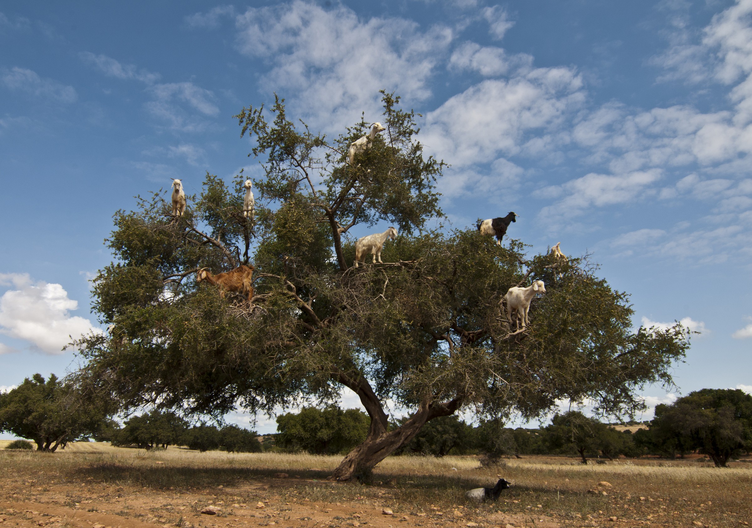The argan tree