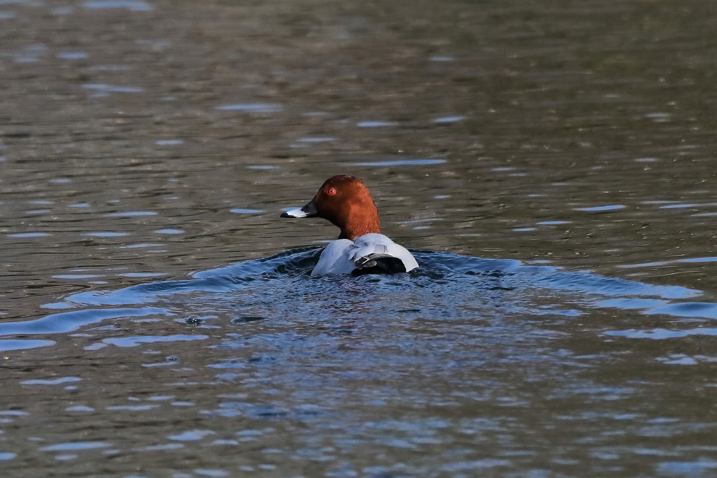 Moriglione 29-01-2023