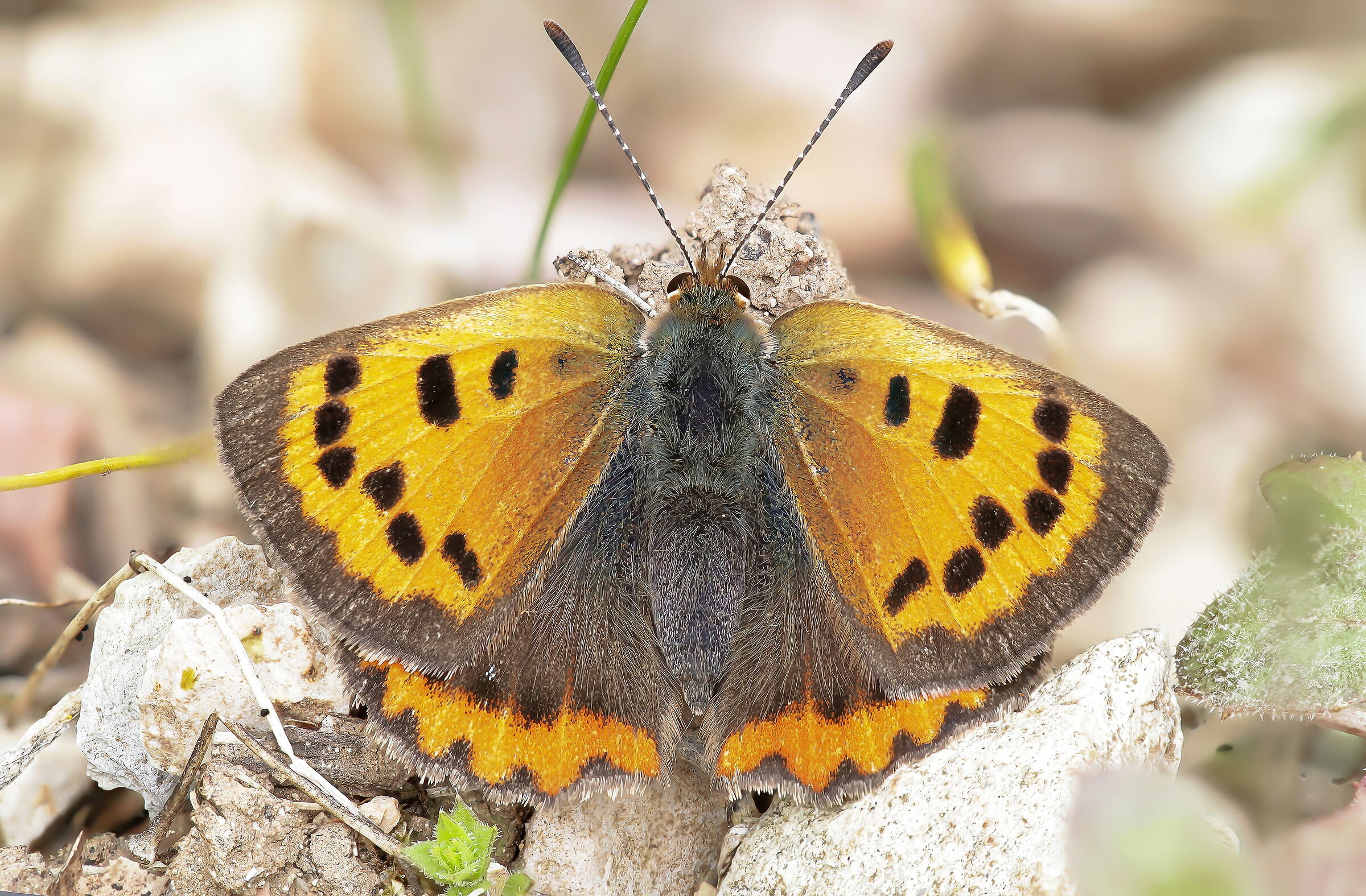 Lycaena Phlaeas