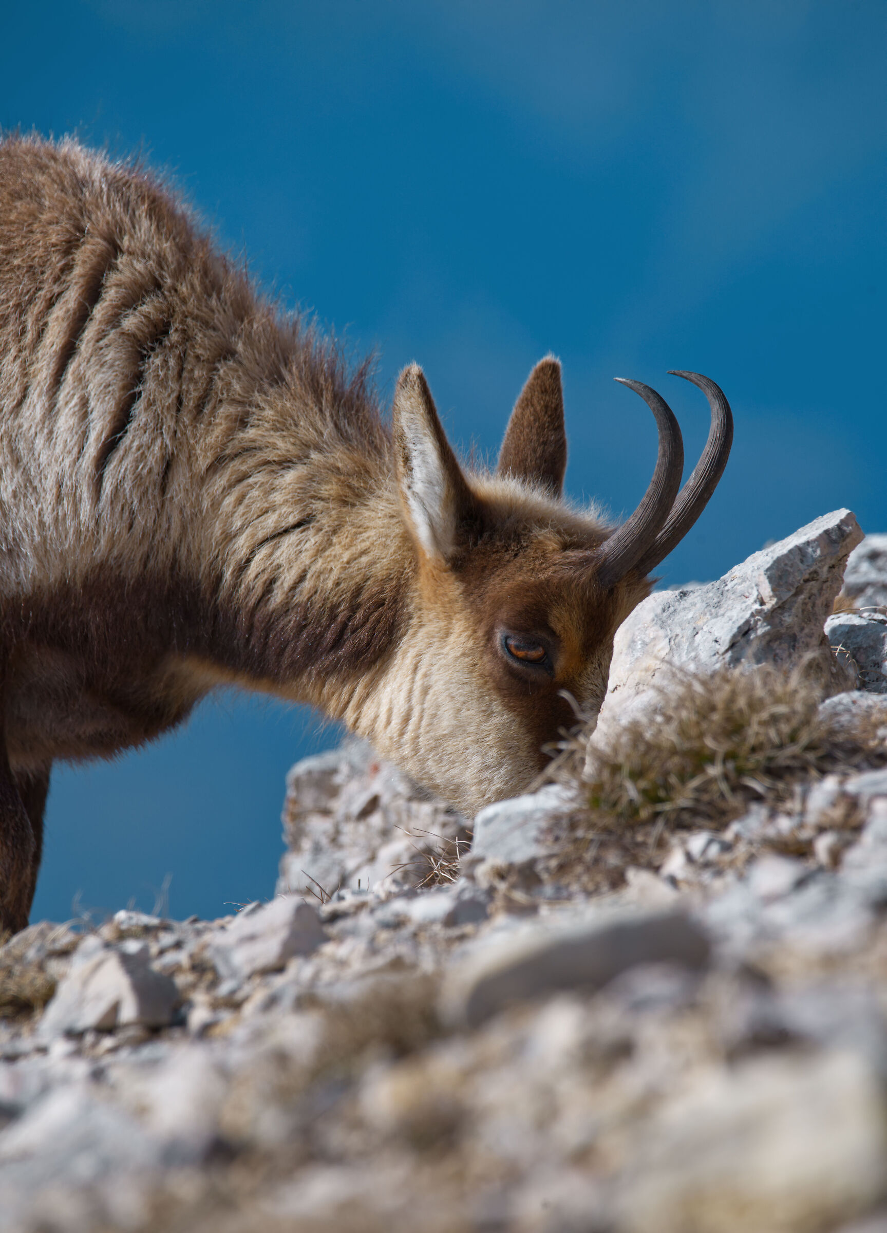 Grazing