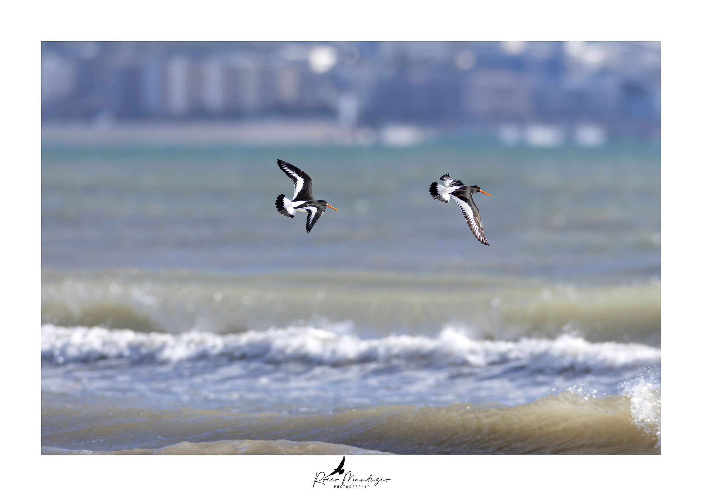 Beccacce di mare
