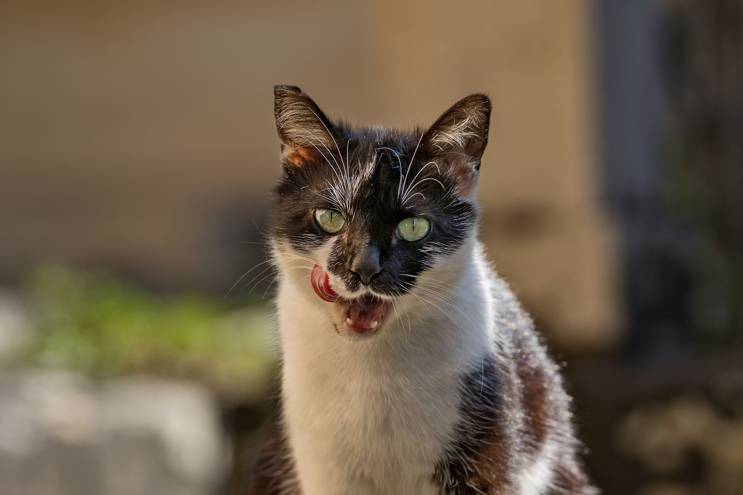Cat1