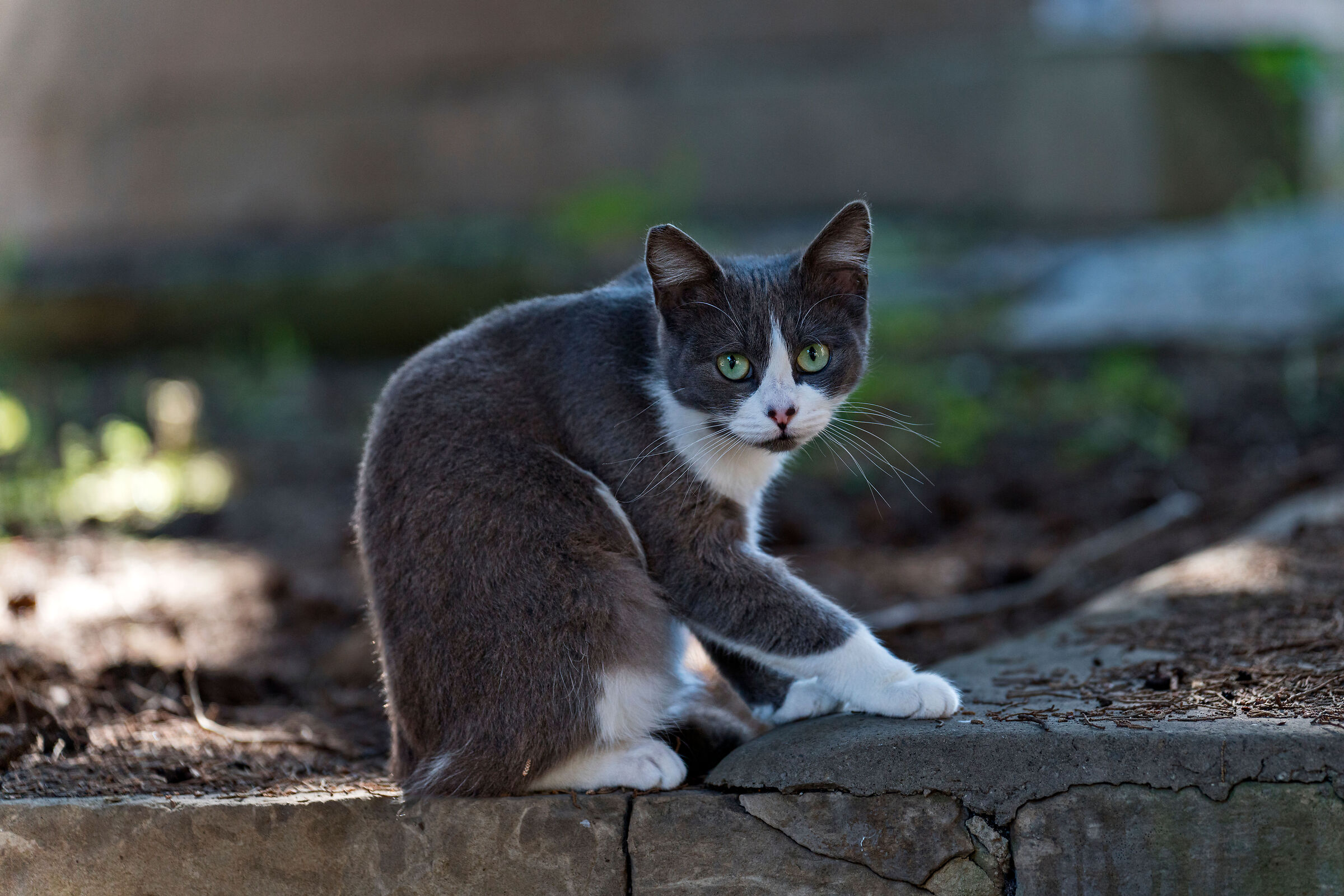 Cat2