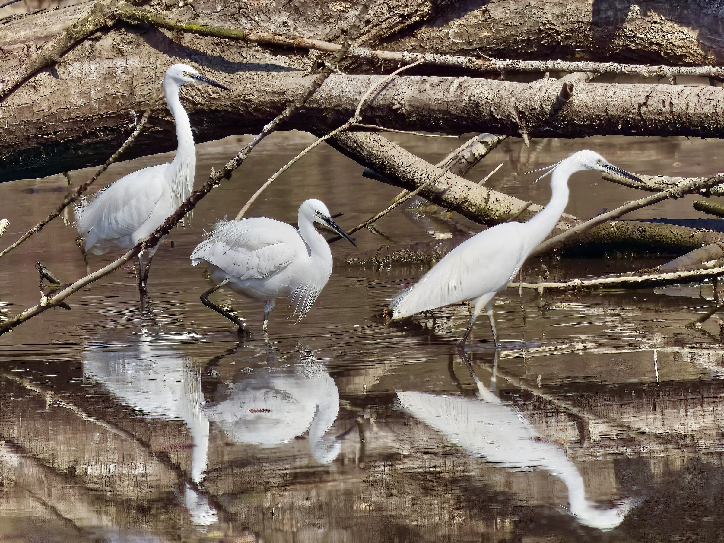 Egrets for a walk