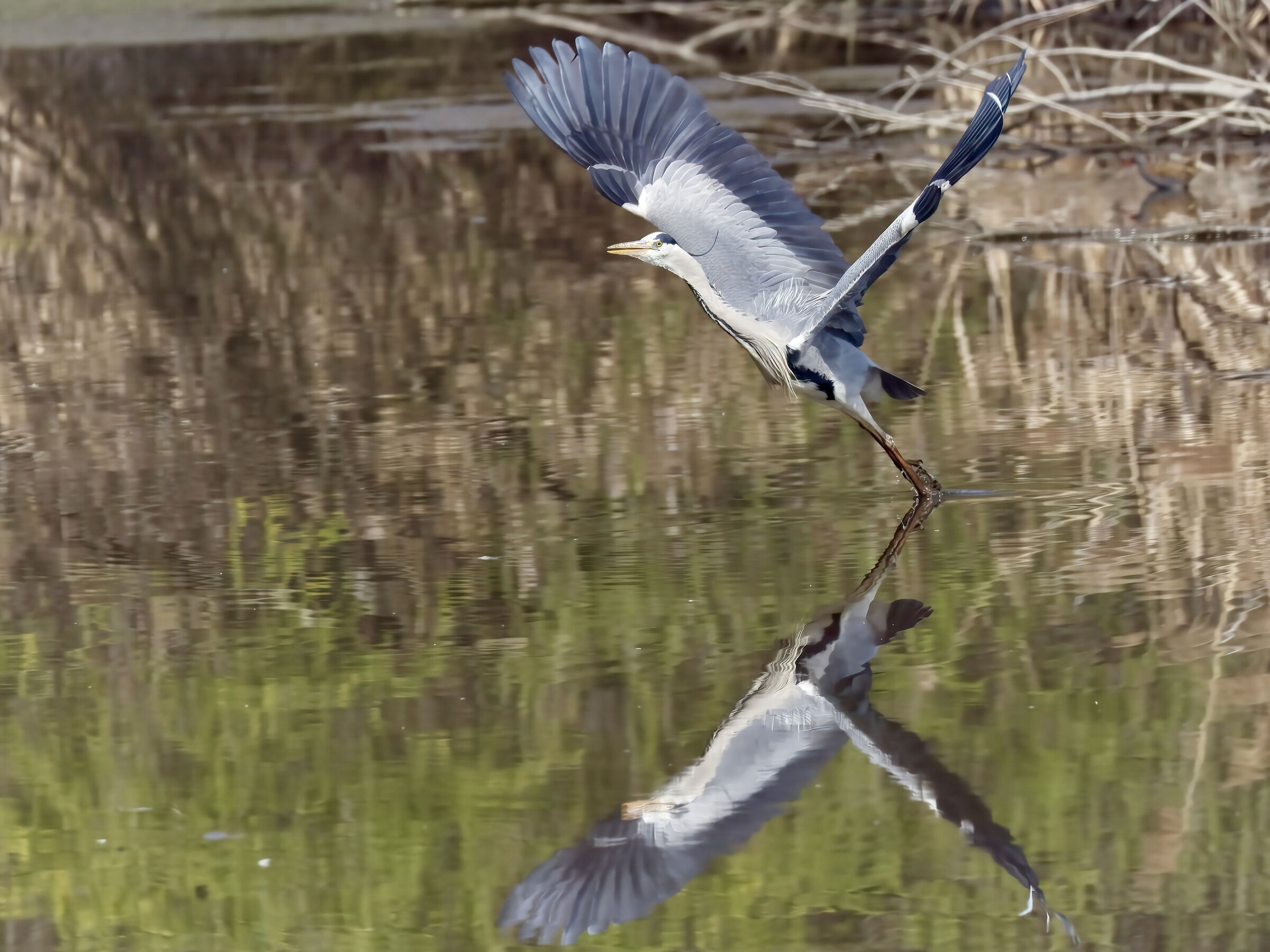 The flight of the Heron