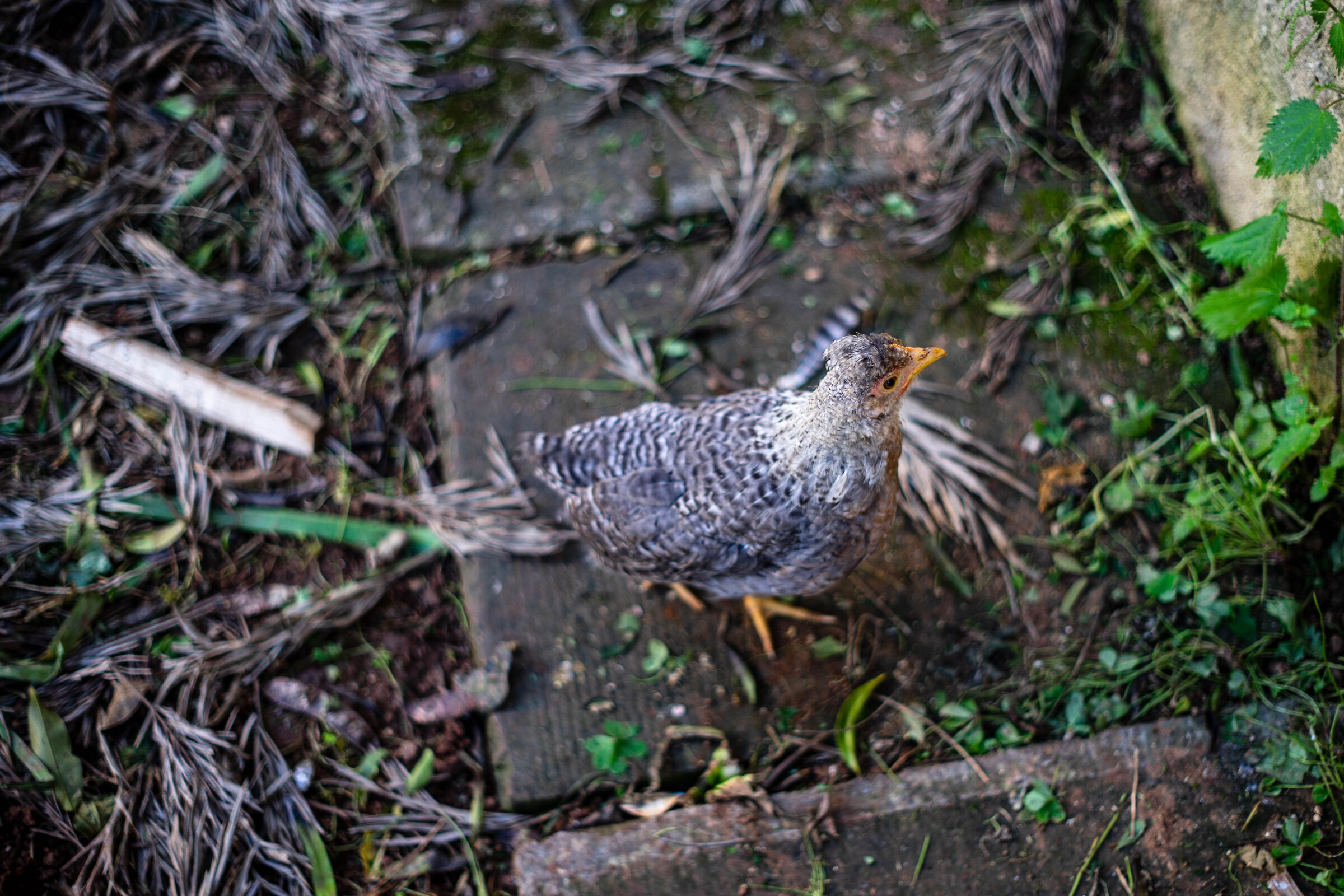 Feathered portrait 2