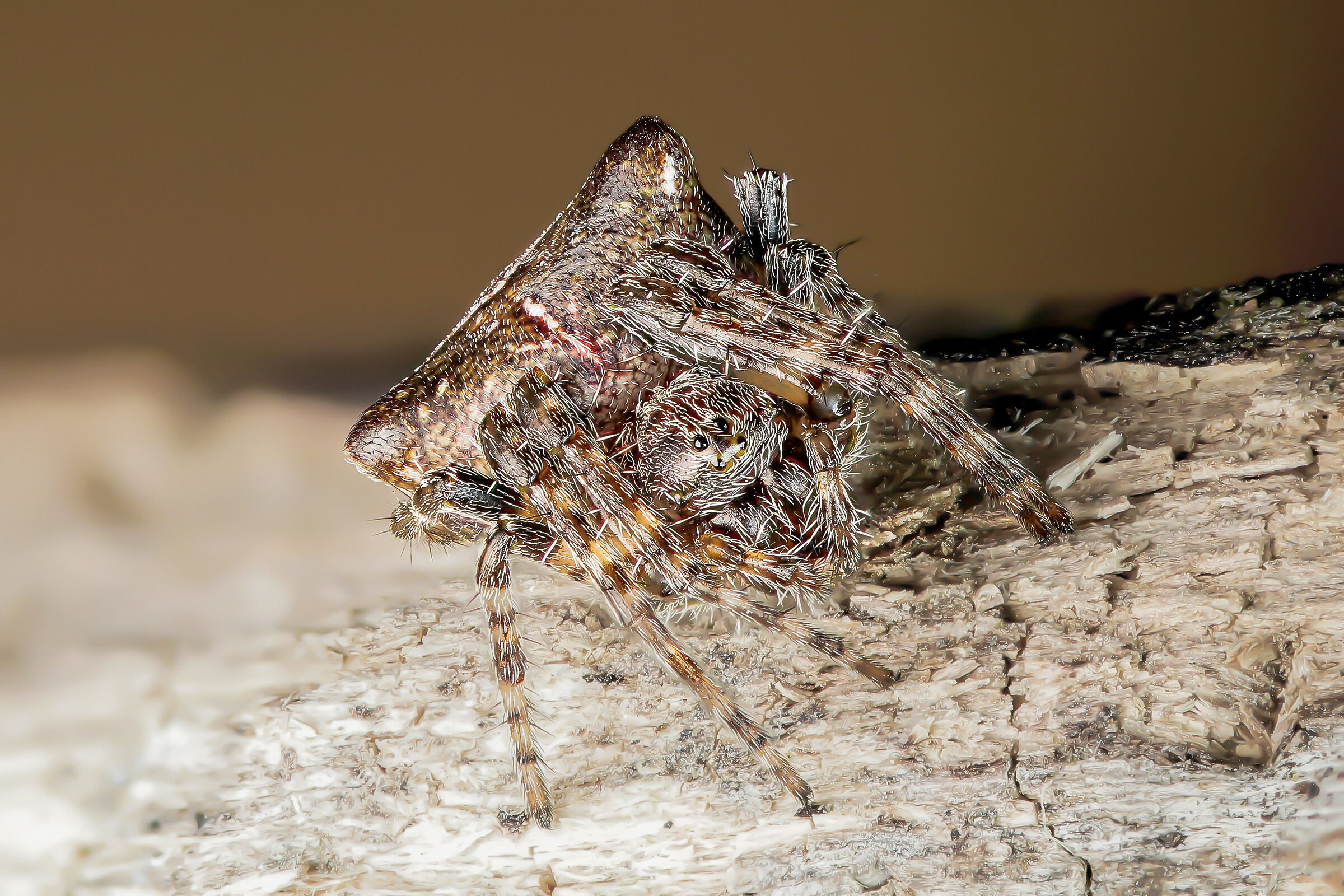 Gibbaranea bituberculata