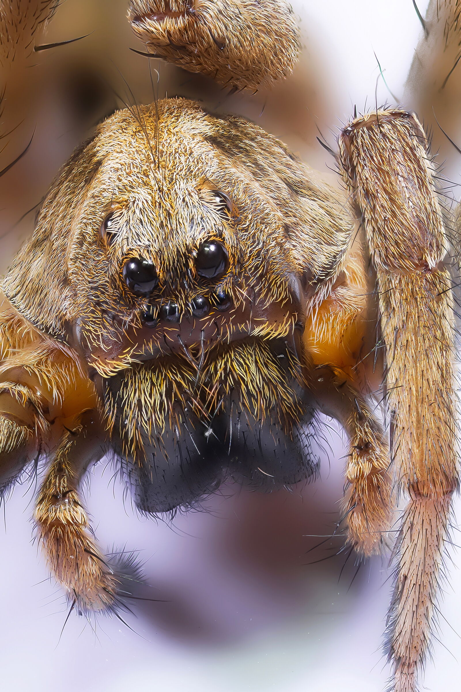 Ritratto di Alopecosa sp.