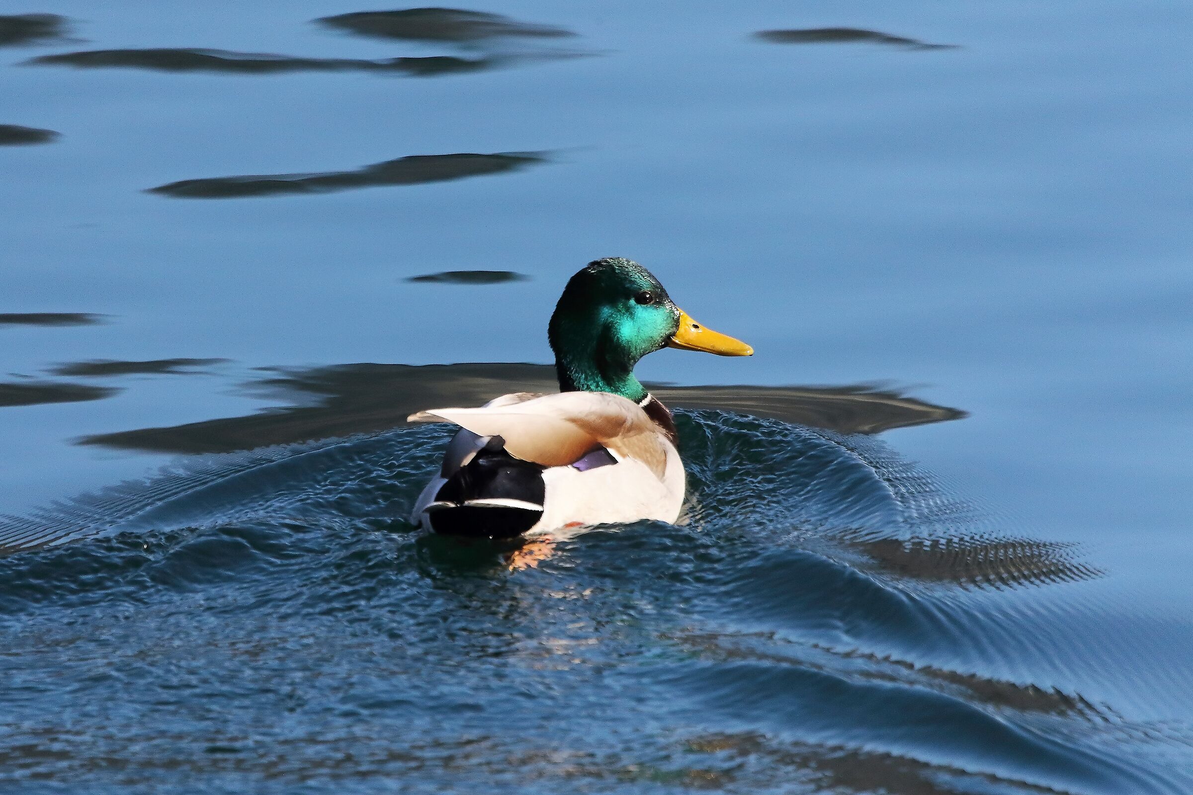 Germano 22 gennaio 2023