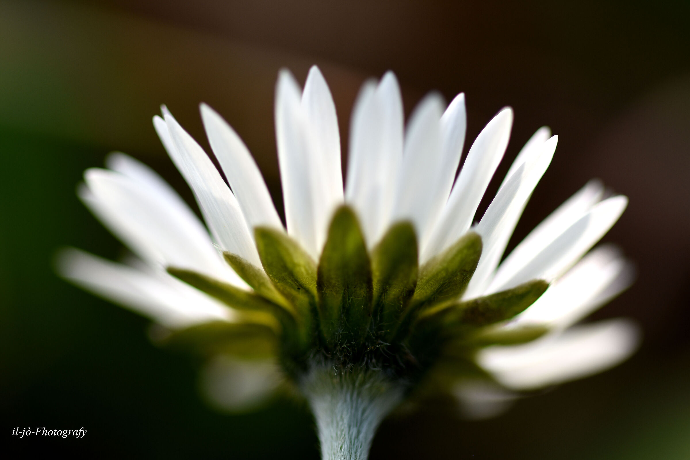 Untitled Photo