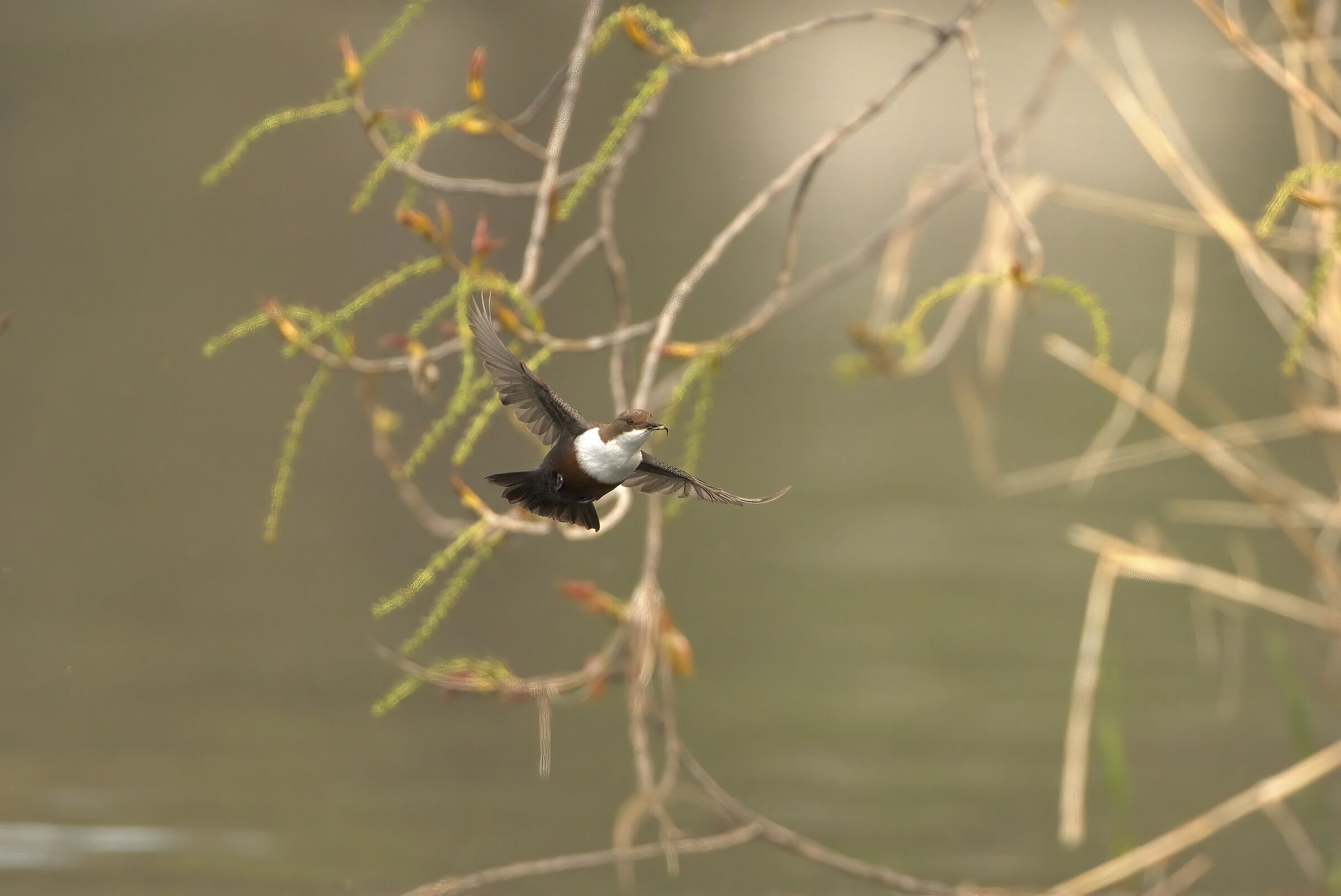 white-throated dipper