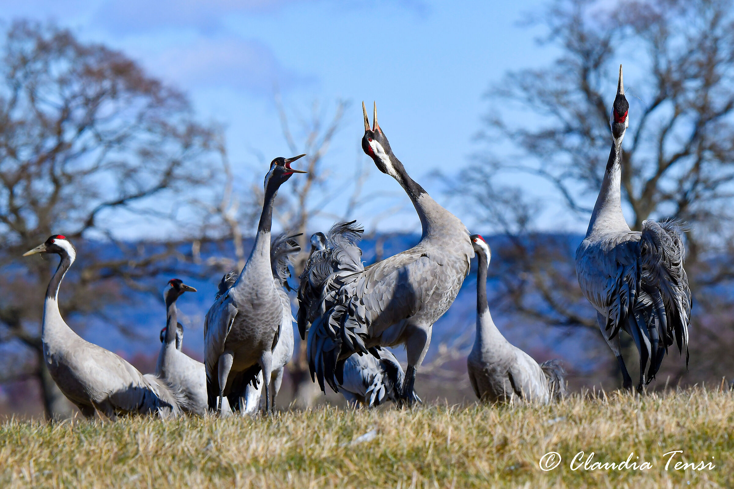 Il richiamo delle gru