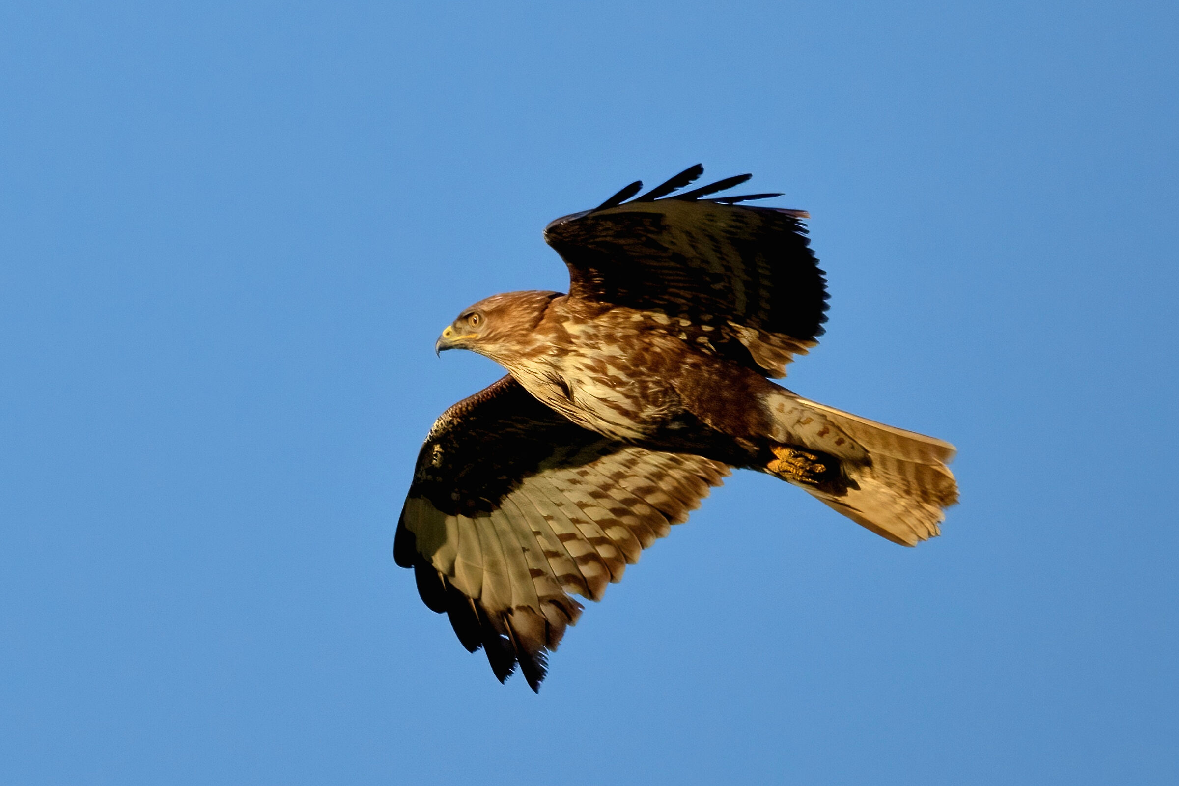 Buzzard (Buteo buteo)