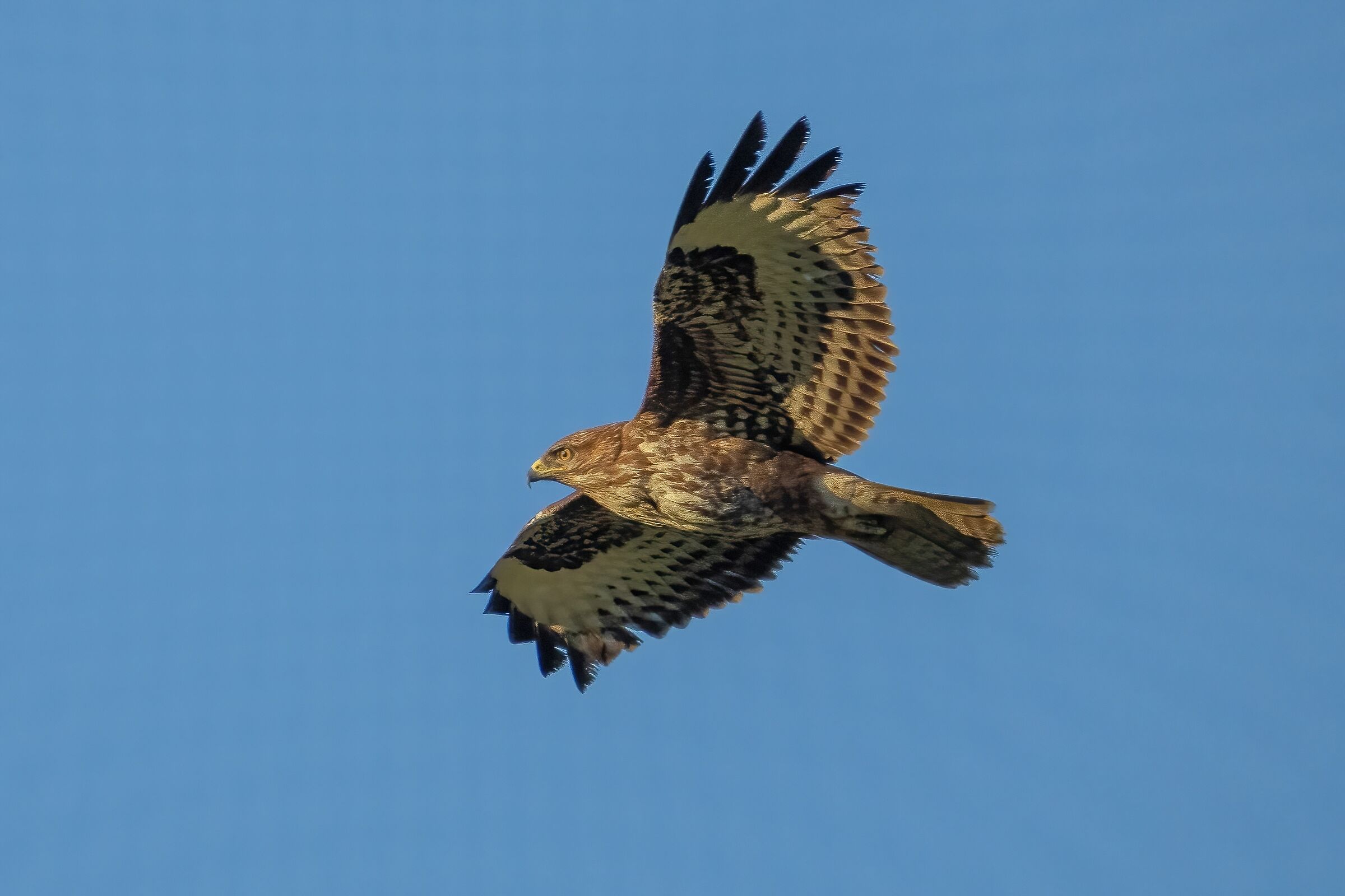Poiana (Buteo buteo)