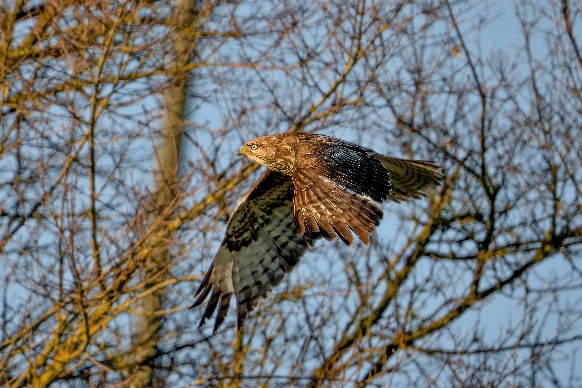 Buzzard (Buteo buteo)