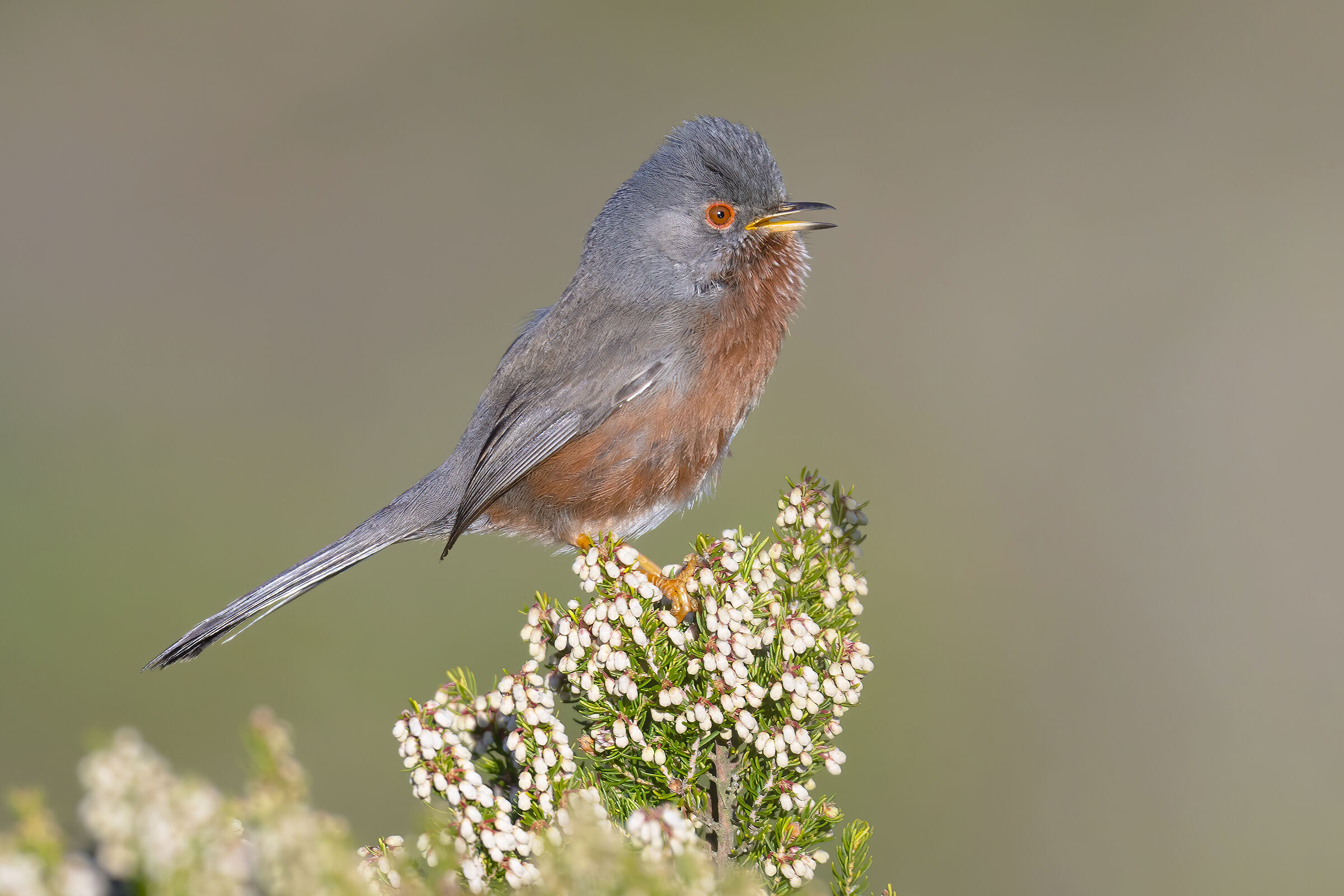 Il canto della Magnanina