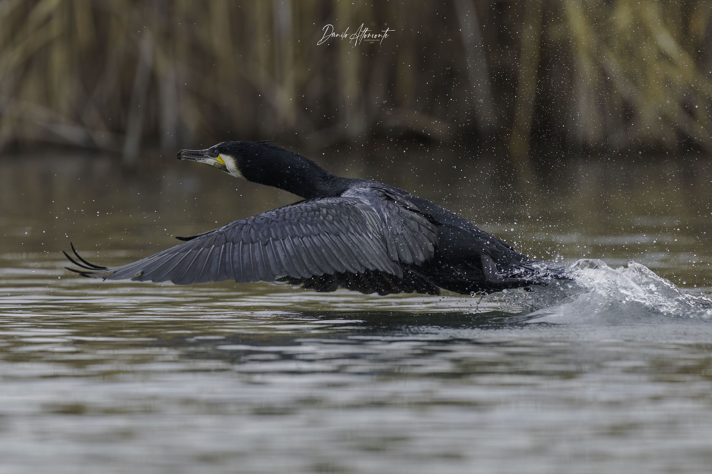 Cormorano