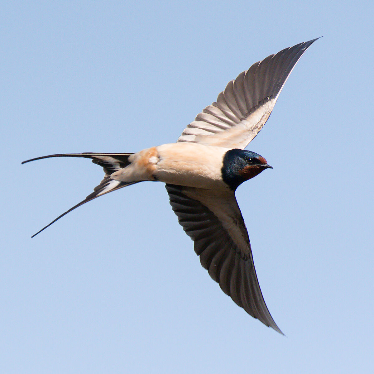 Swallow