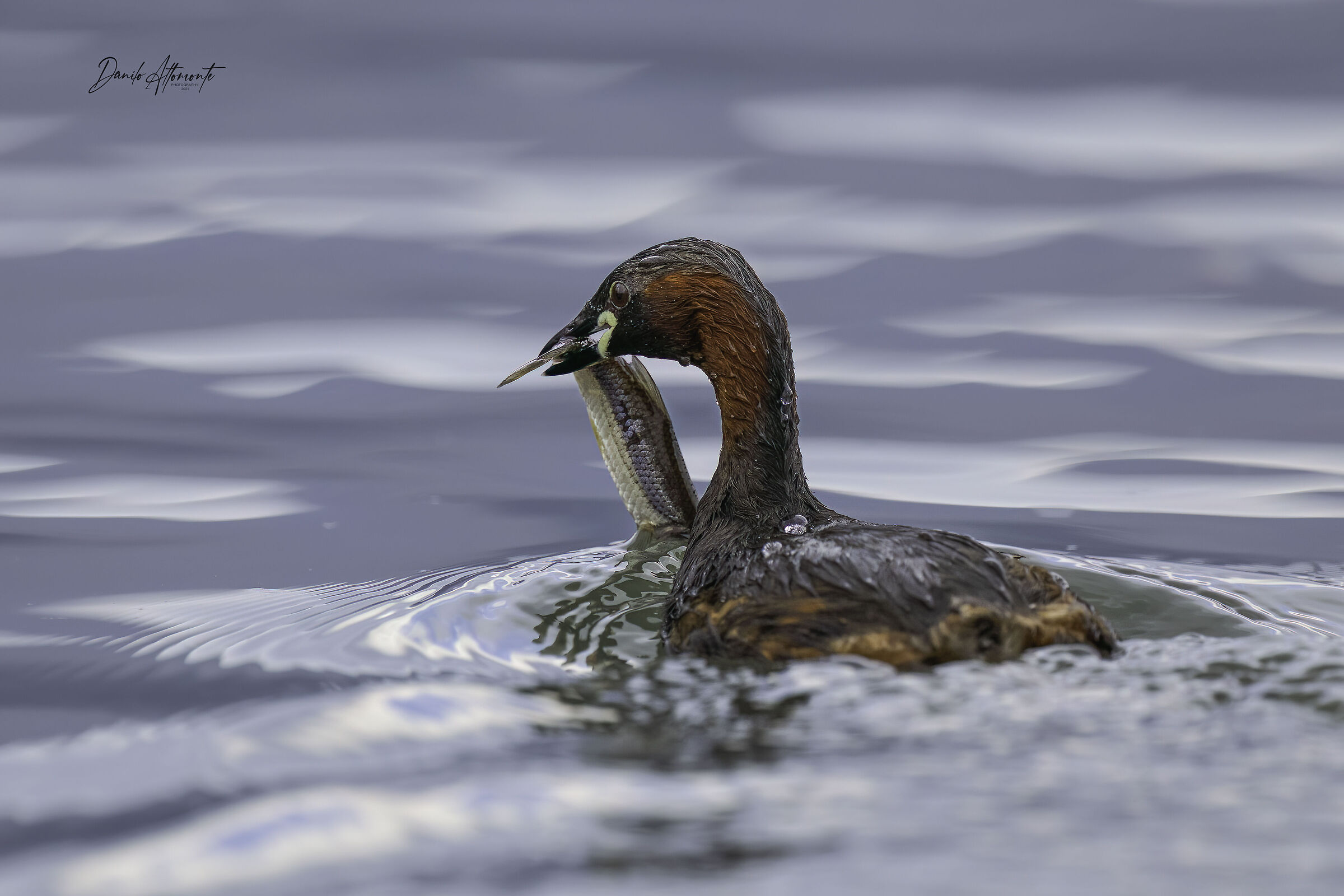 Dabchick