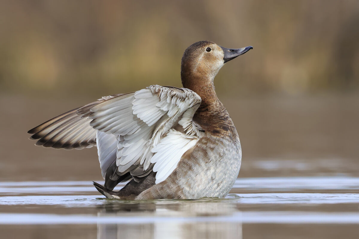 Female pochards