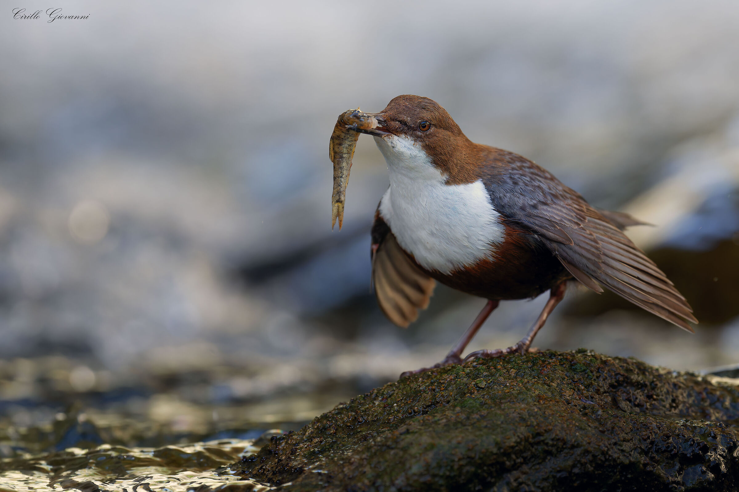 WHITE-THROATED DIPPER