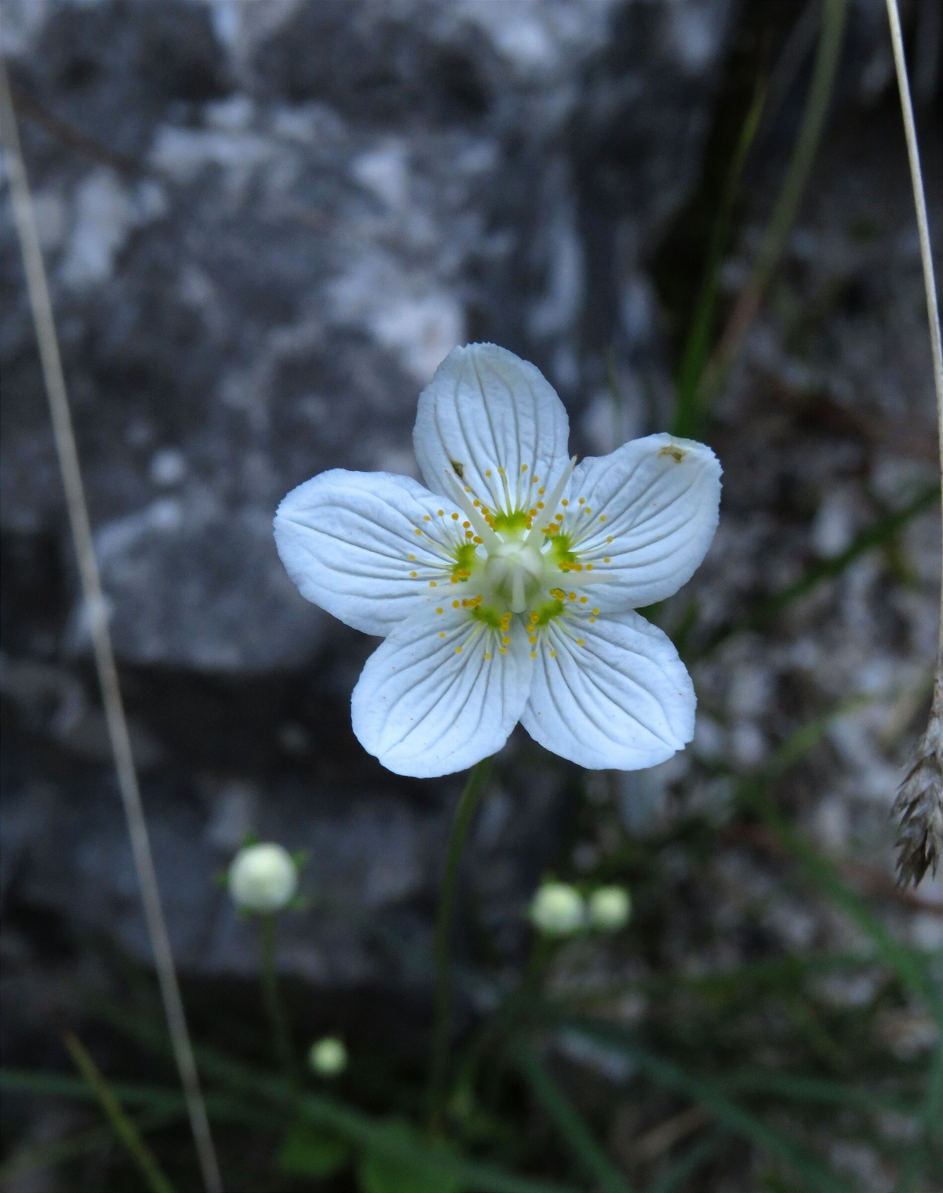 Parnassia
