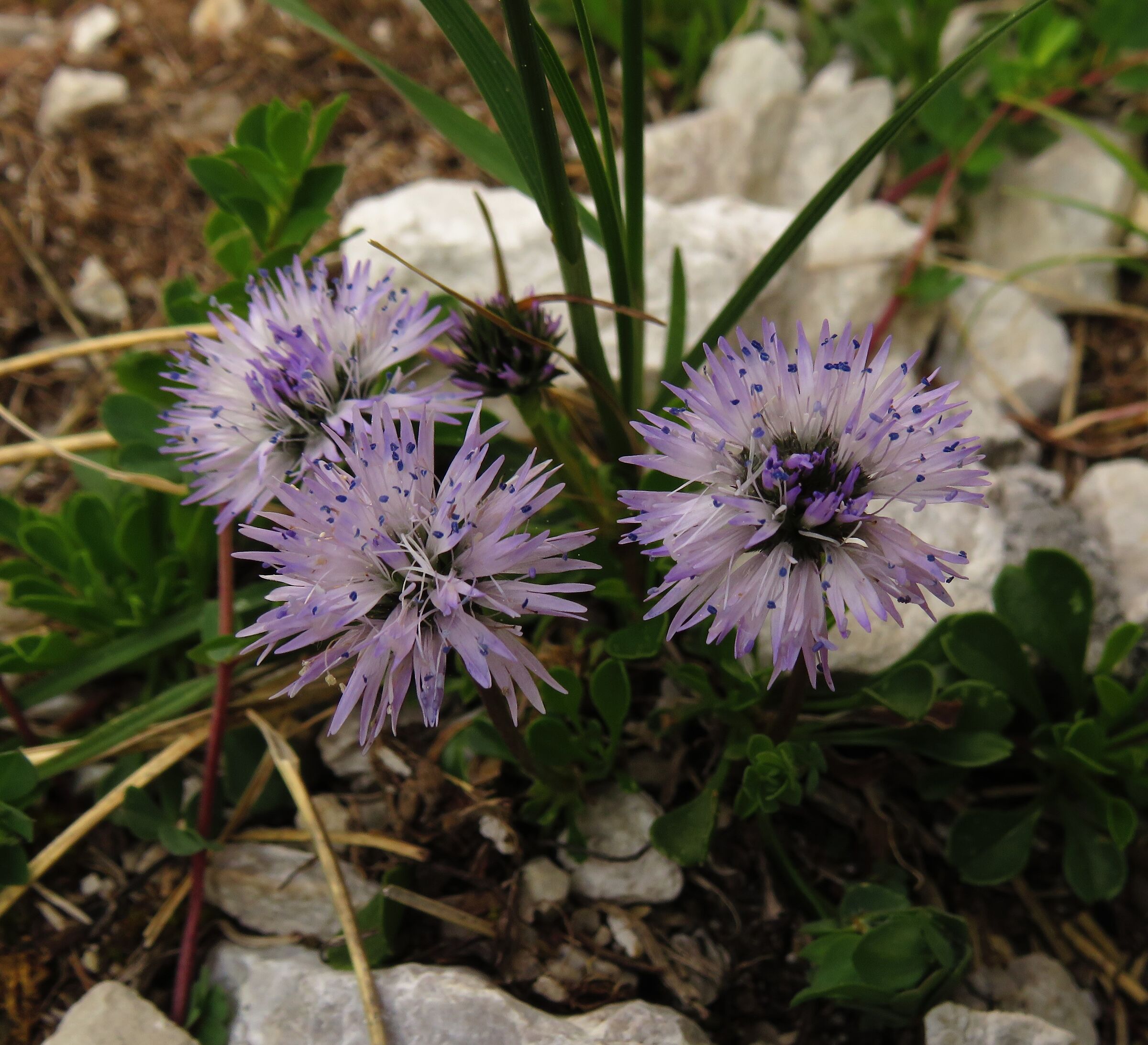 Globularia
