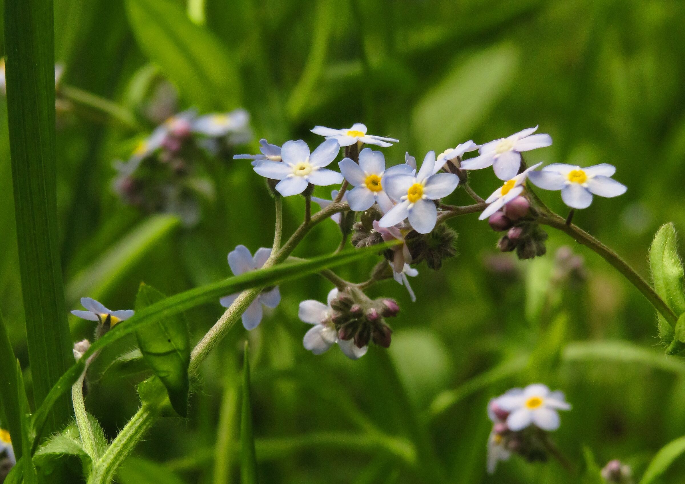 Non ti scordar di me