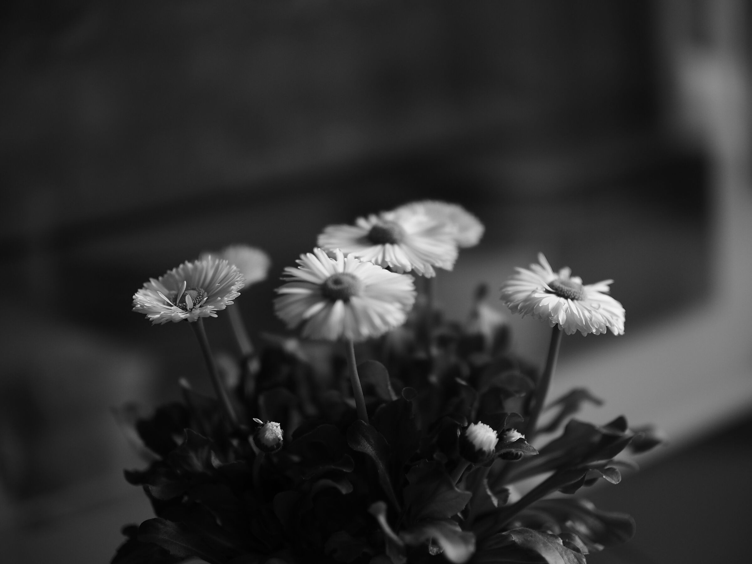 fiori #1 ISO 200 f/0.8