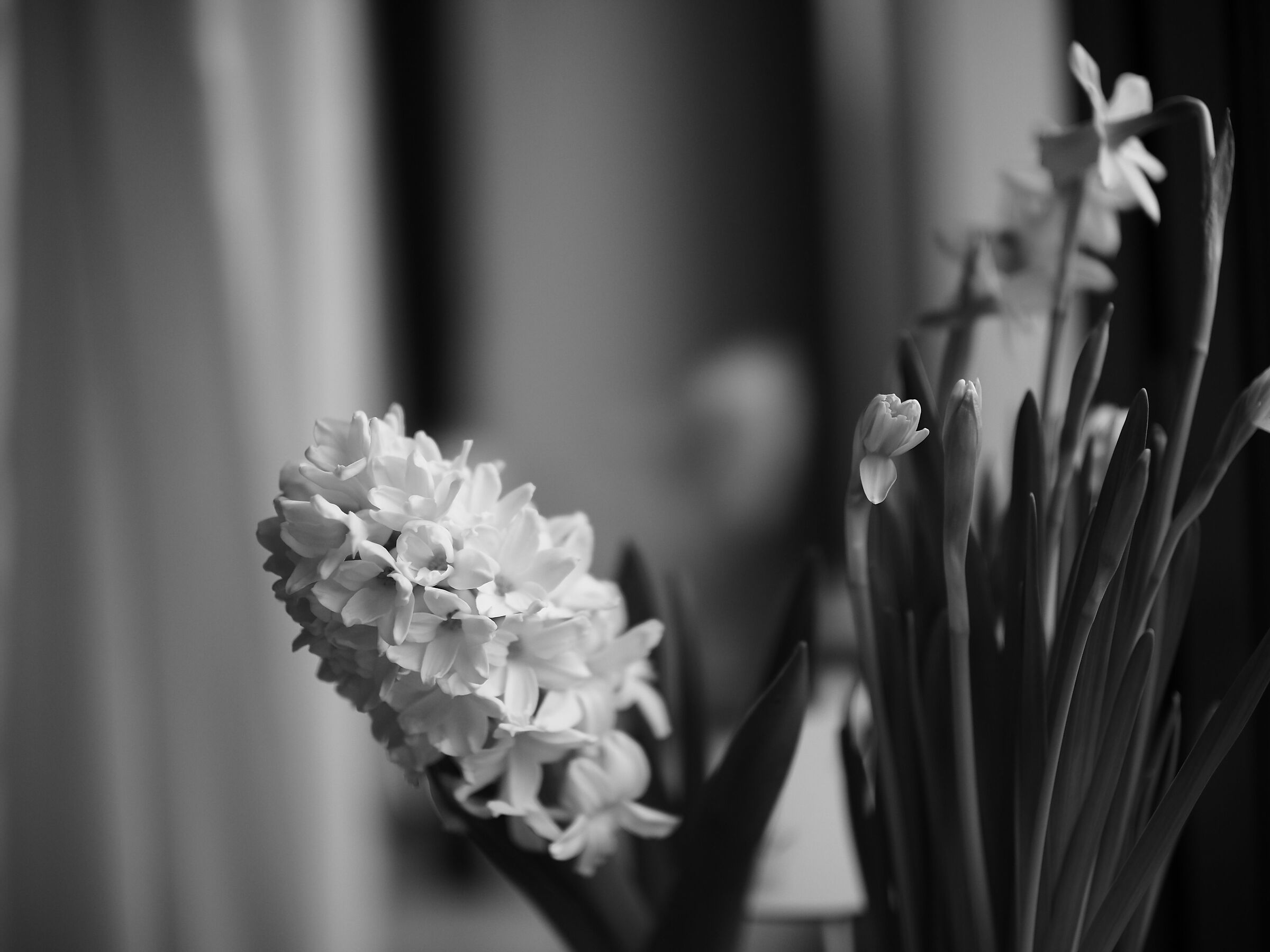 fiori #2 ISO 200 F/0.8