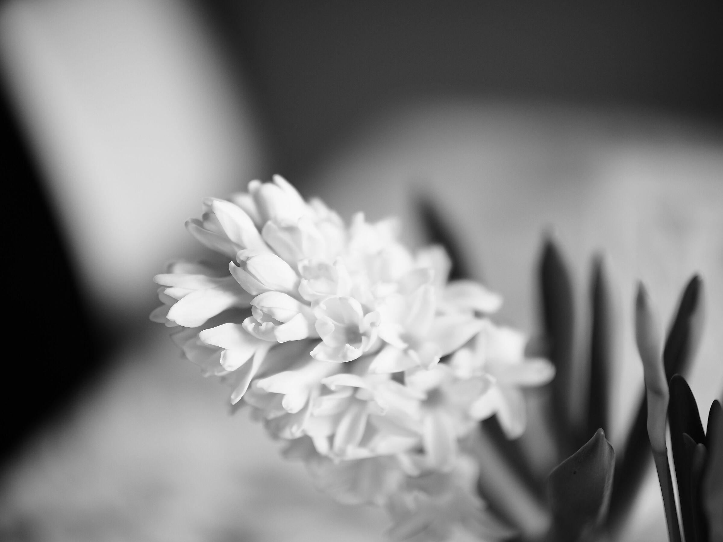 fiori #3 ISO 200 F/0.8