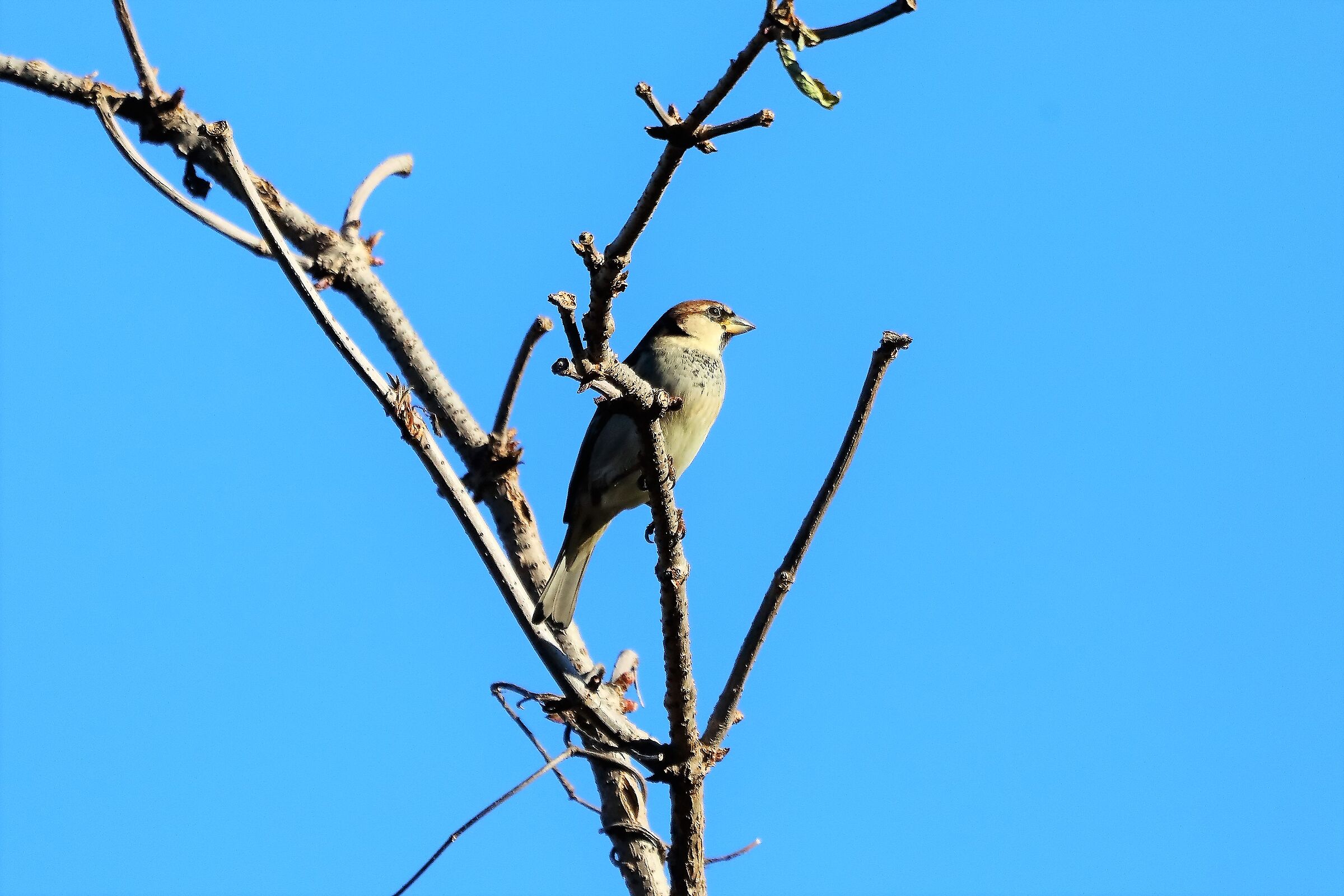 Passera italiana 02-02-2023