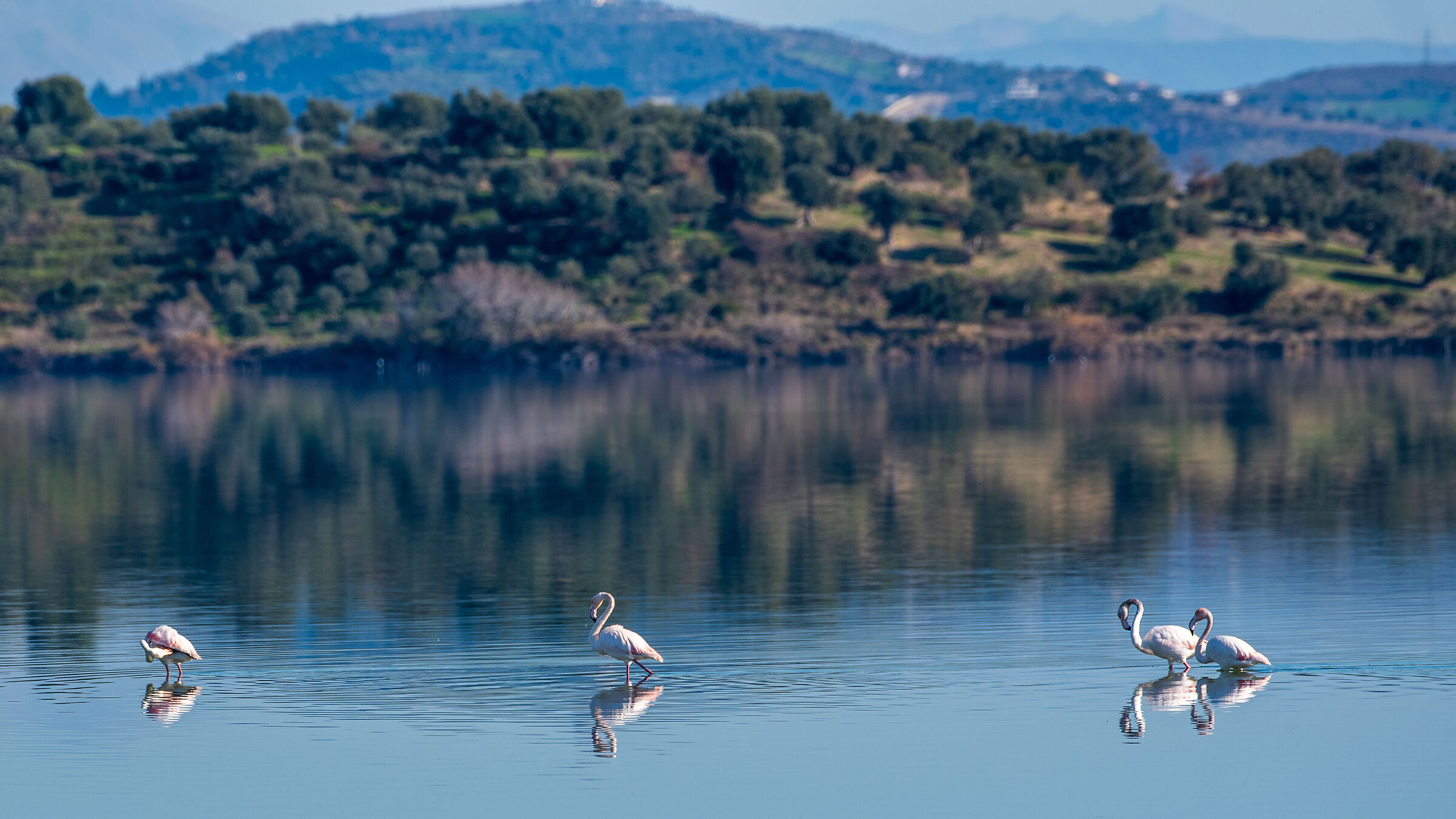 fenicotteri a zonzo