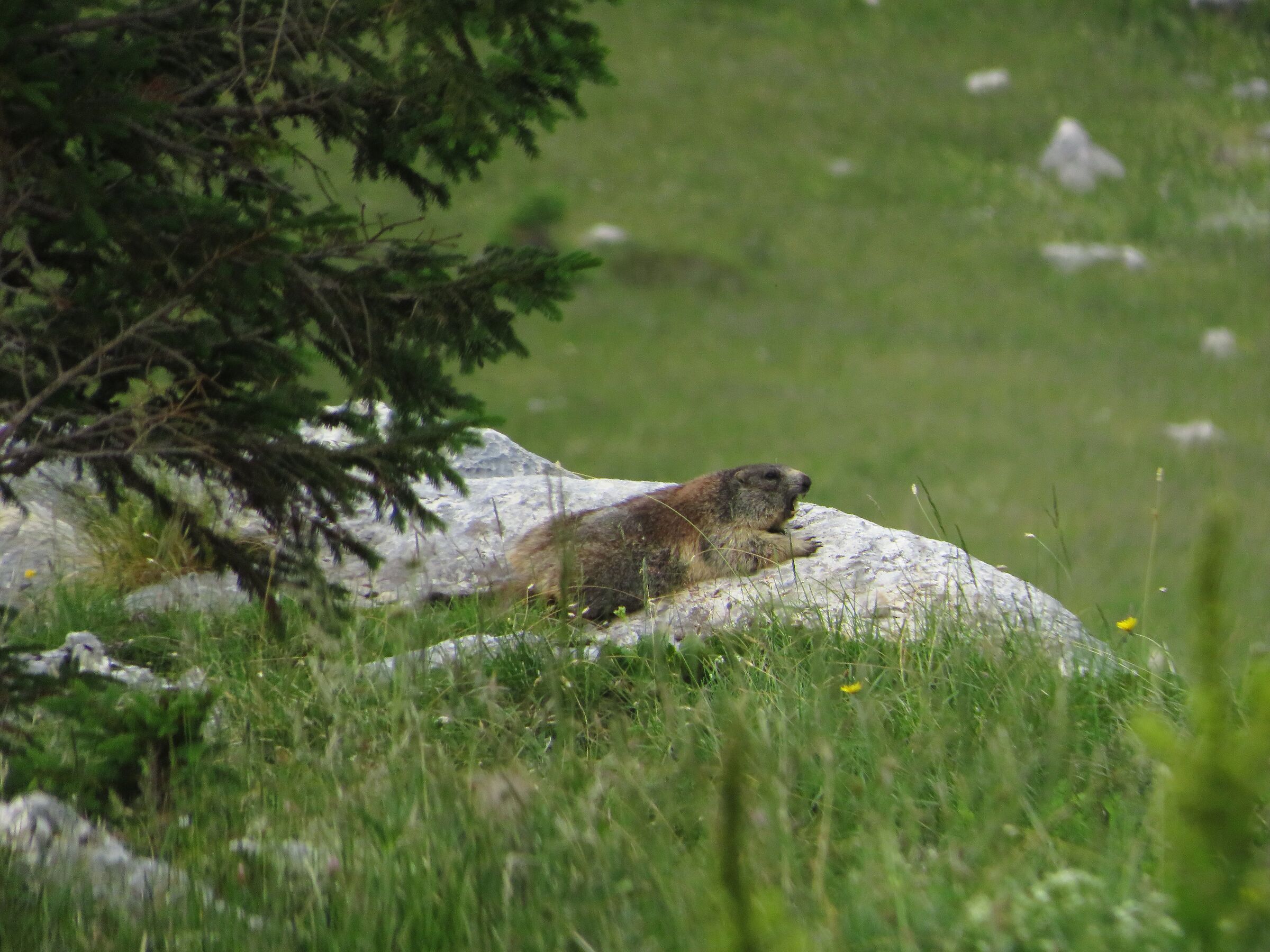 Marmotta