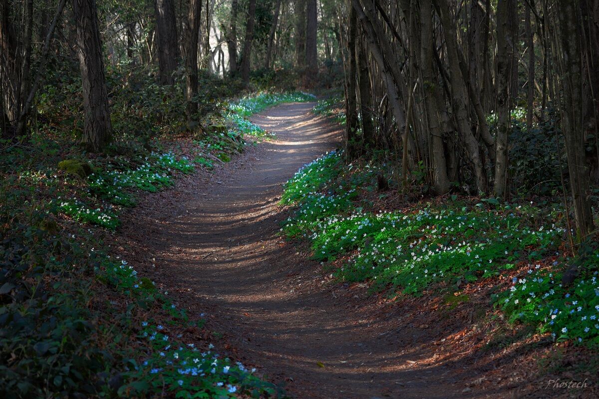 Man traces the path, nature defines it