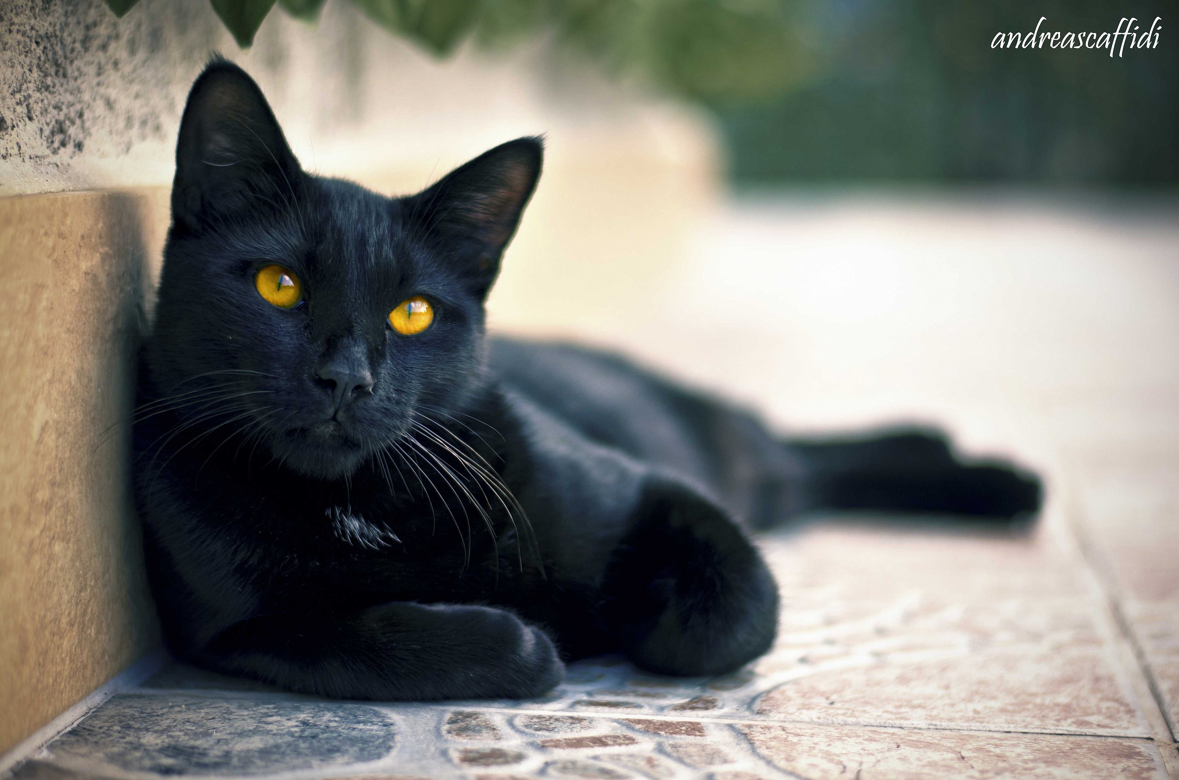 Bagheera