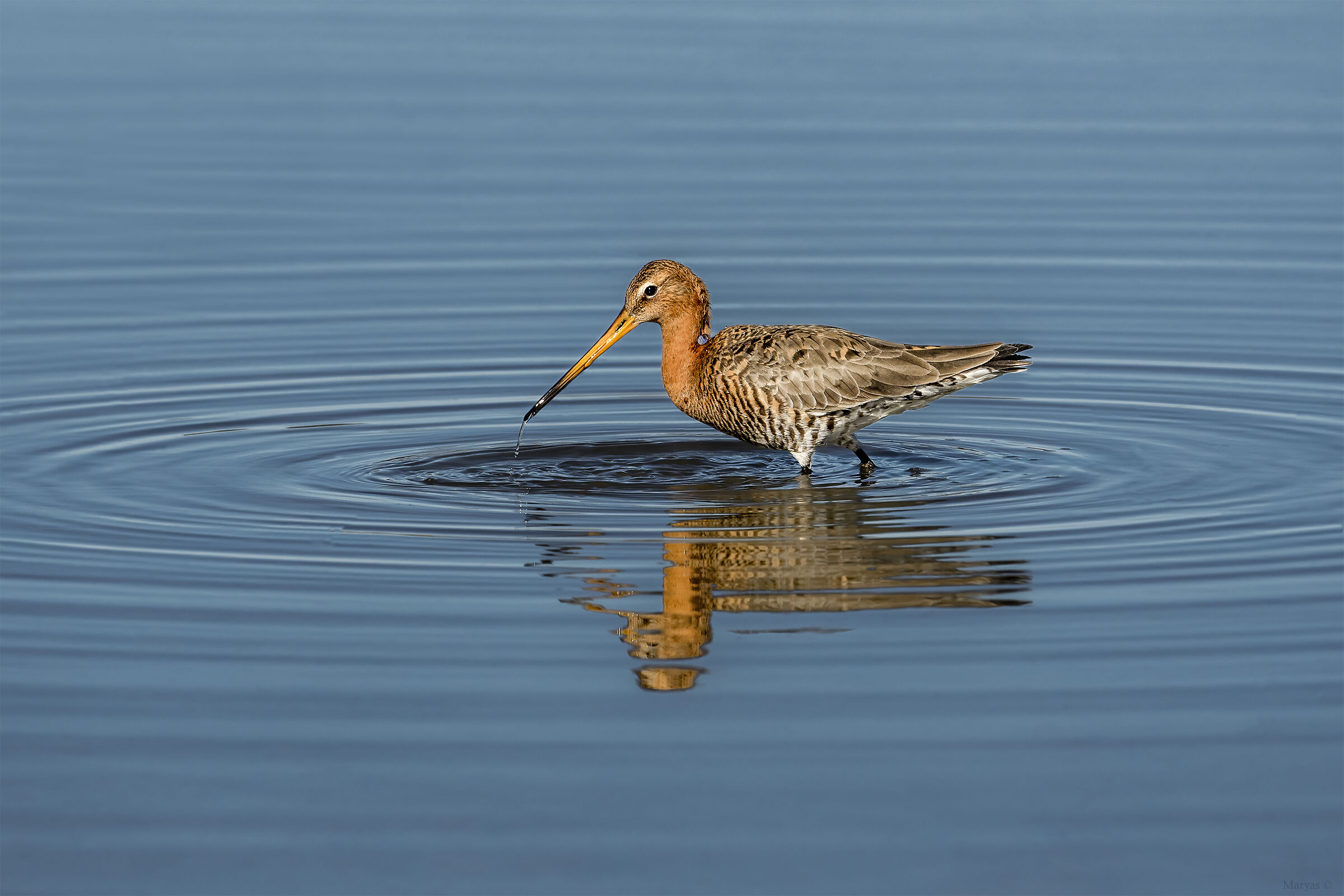 Black-tailed godwit
