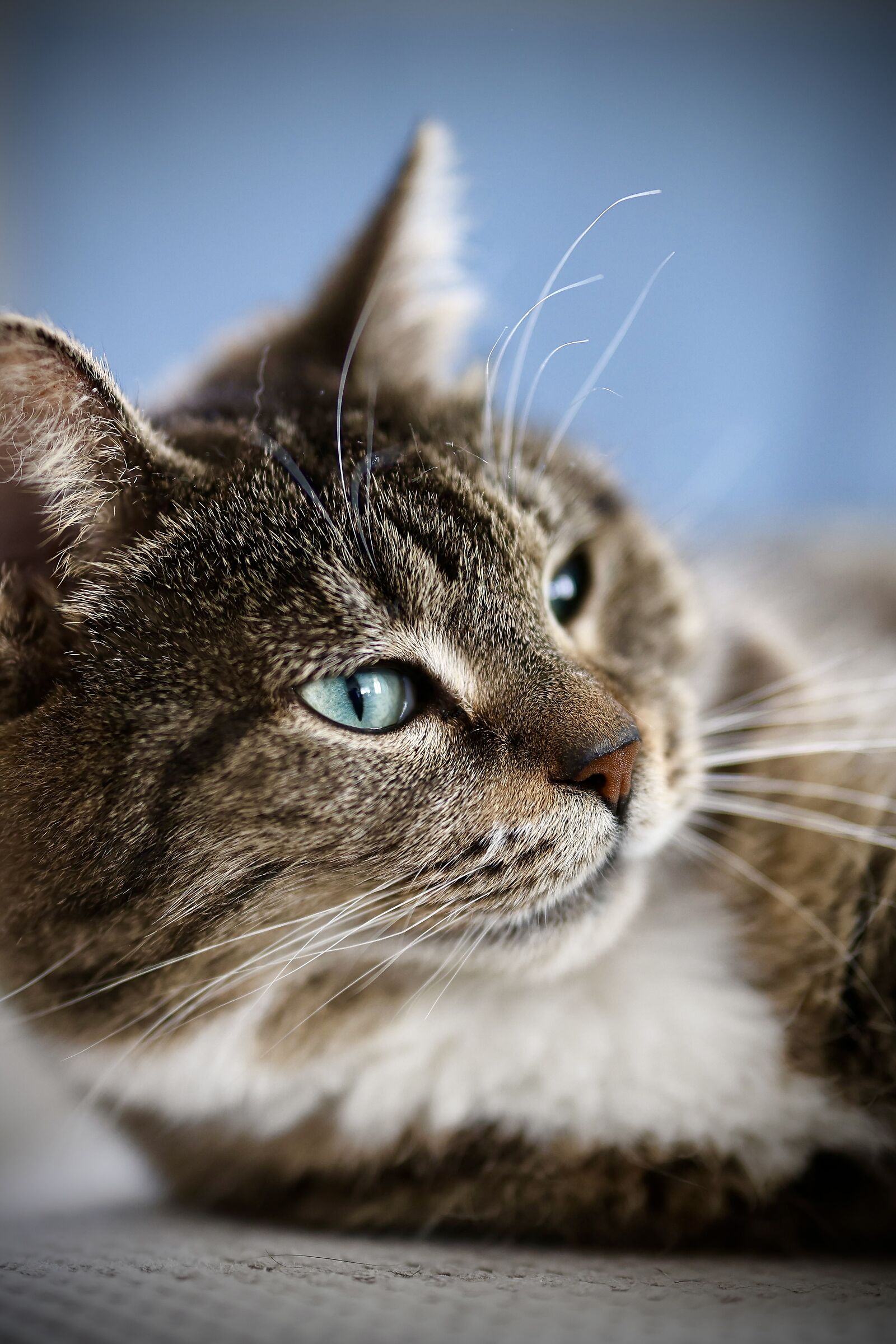 Kitty