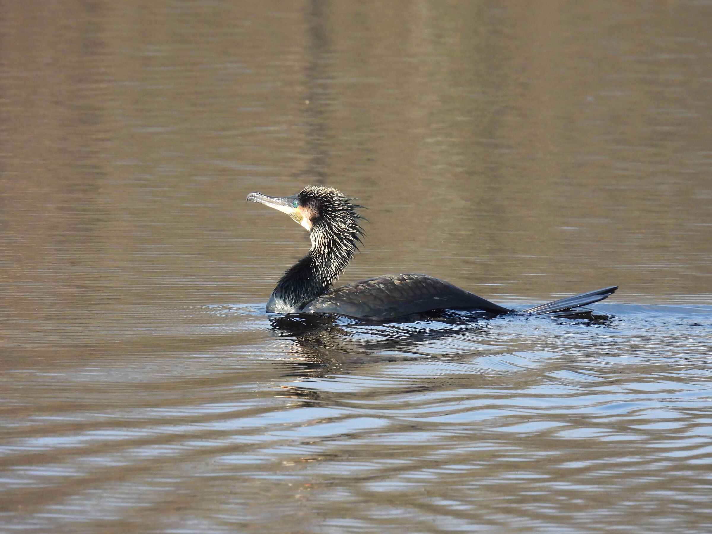Cormorant