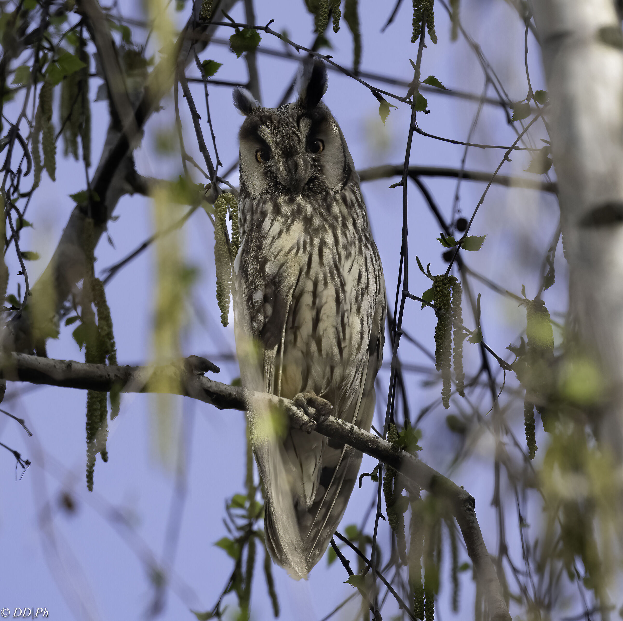 Long-eared owl