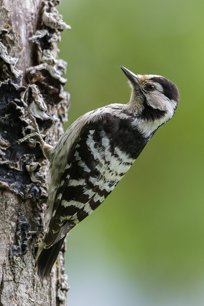 picchio rosso minore