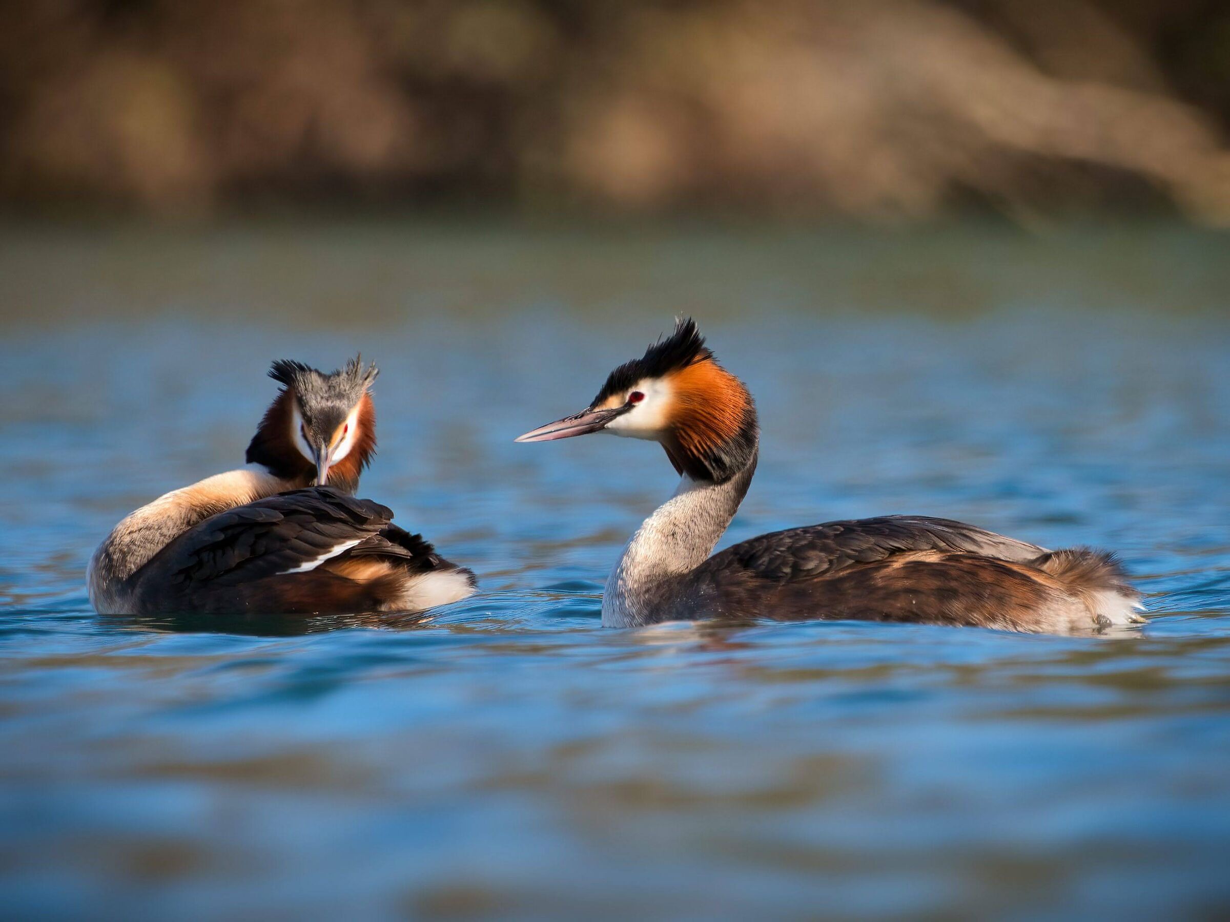 Great grebe (courtship)