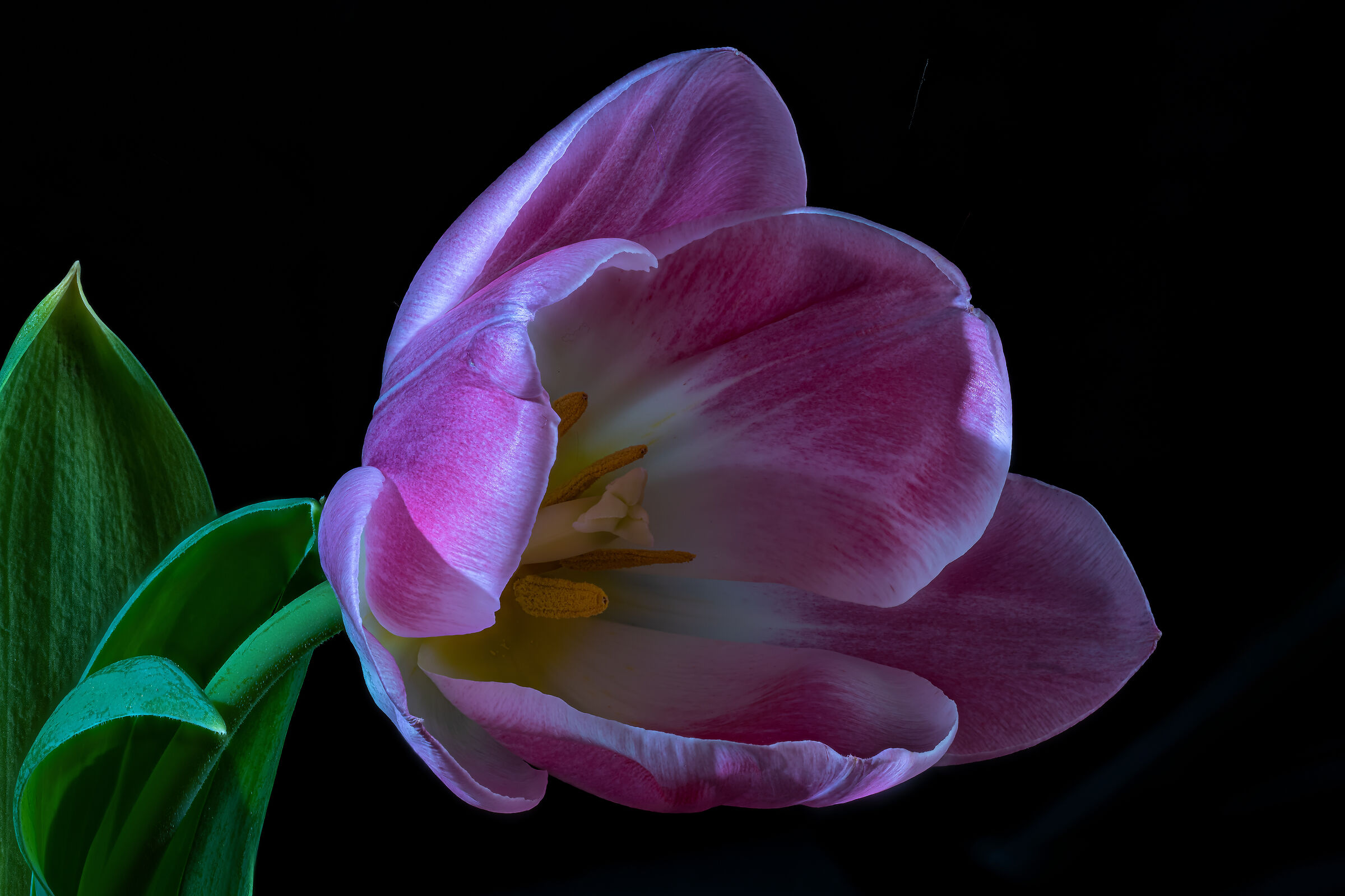 Tulipa